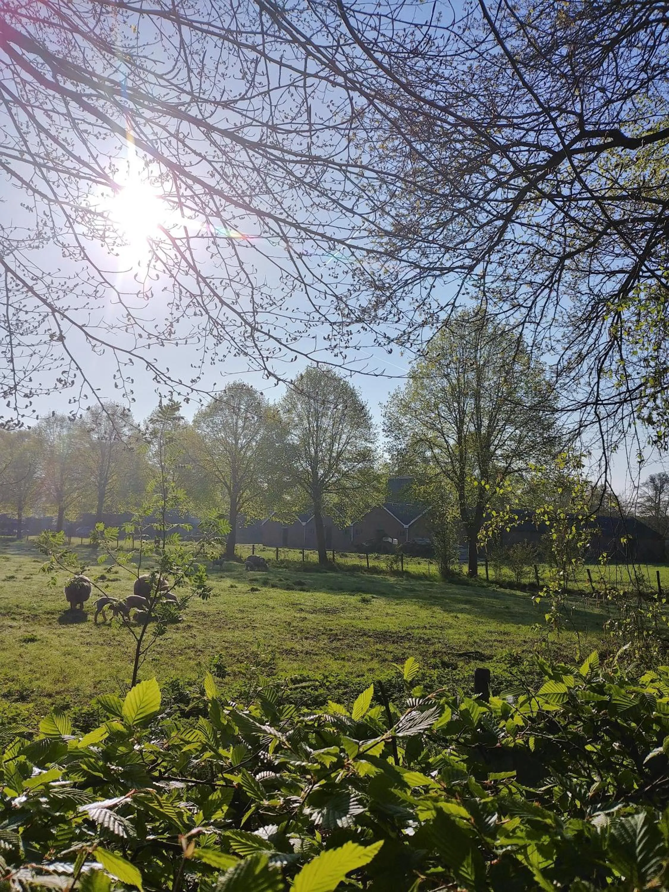 Spring in 't Rheebokje