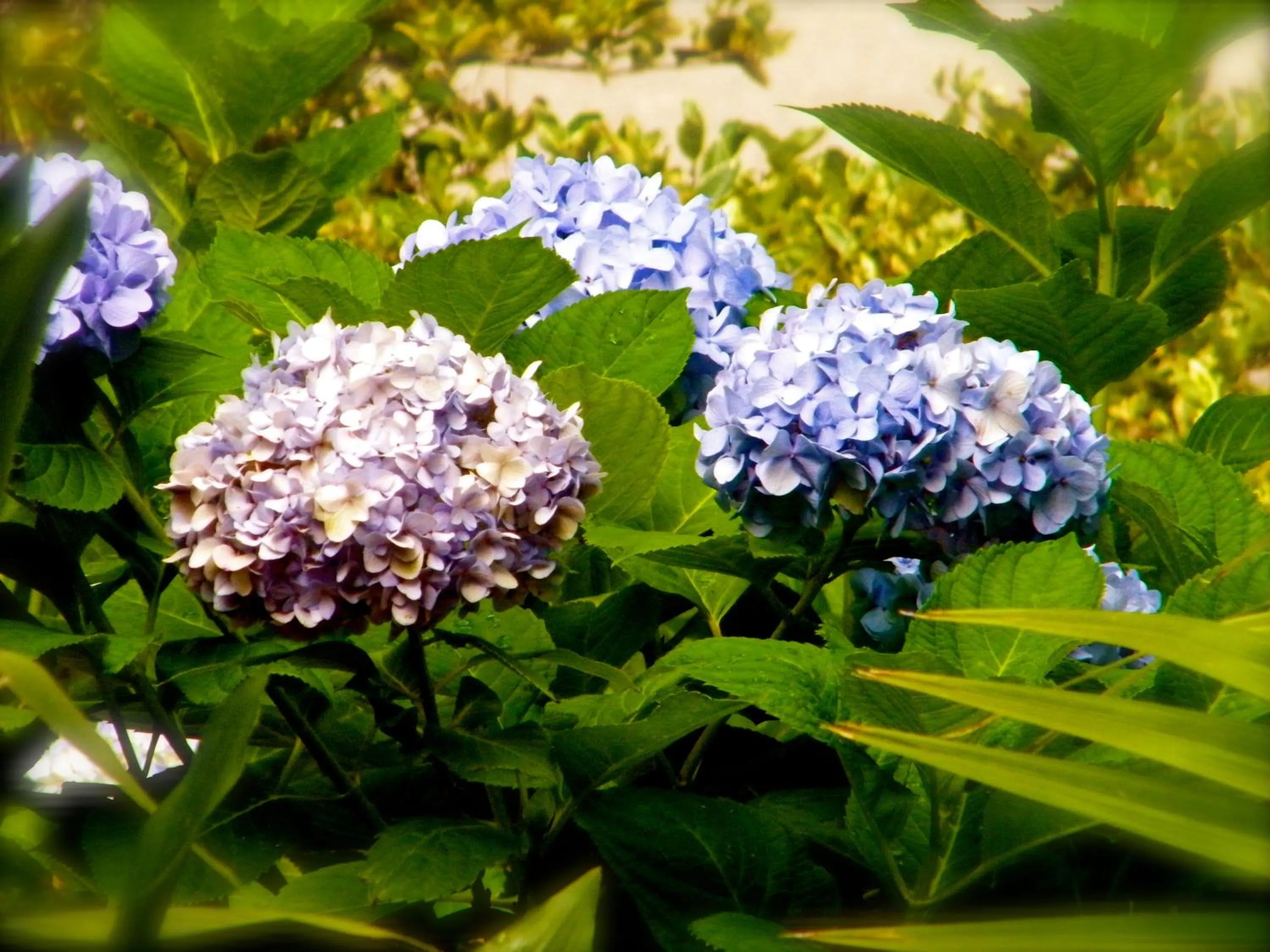 Garden in Palmera Inn and Suites
