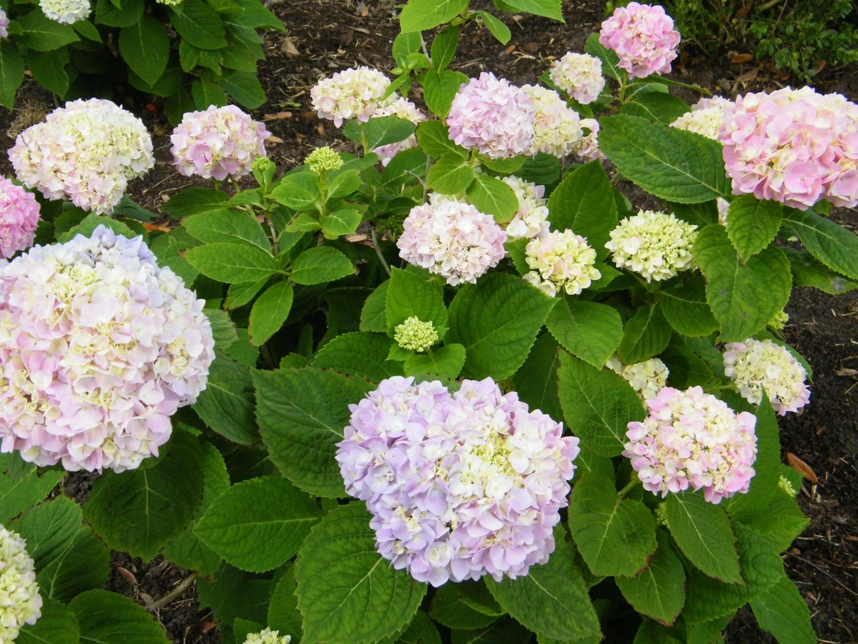 Natural landscape in Palmera Inn and Suites