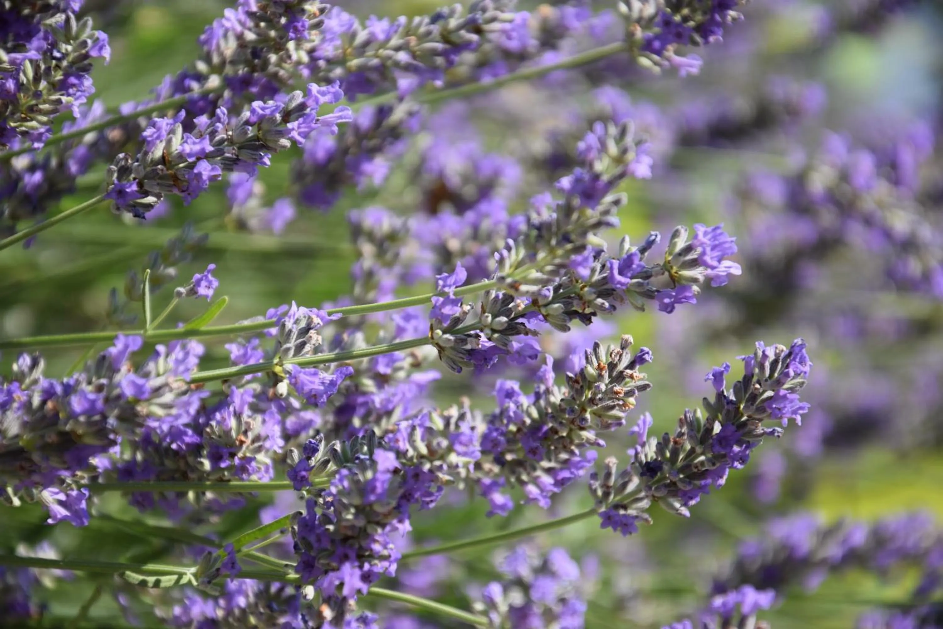 Natural landscape in Al Chiaro di Luna