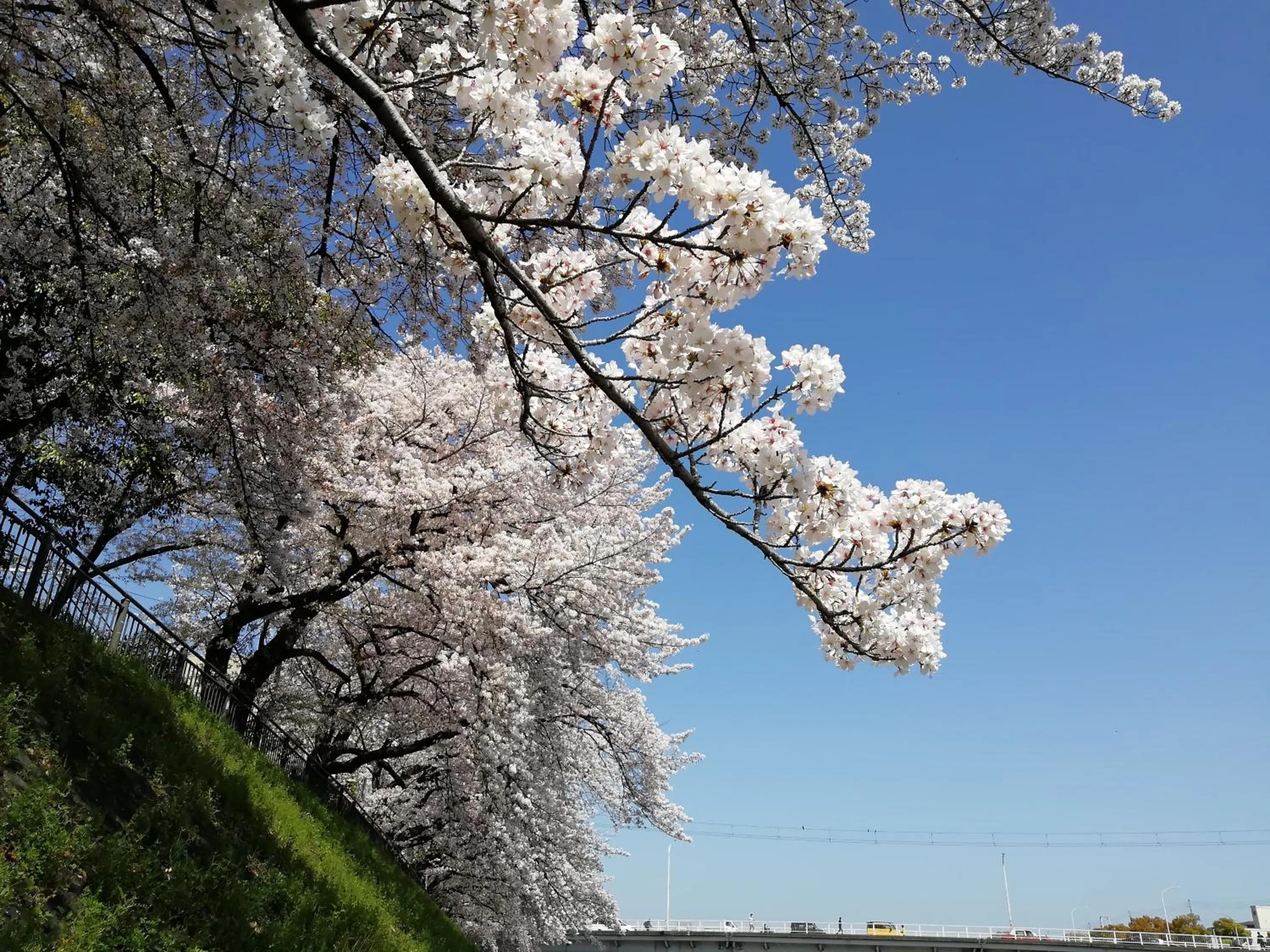Spring in Hotel IL Verde Kyoto