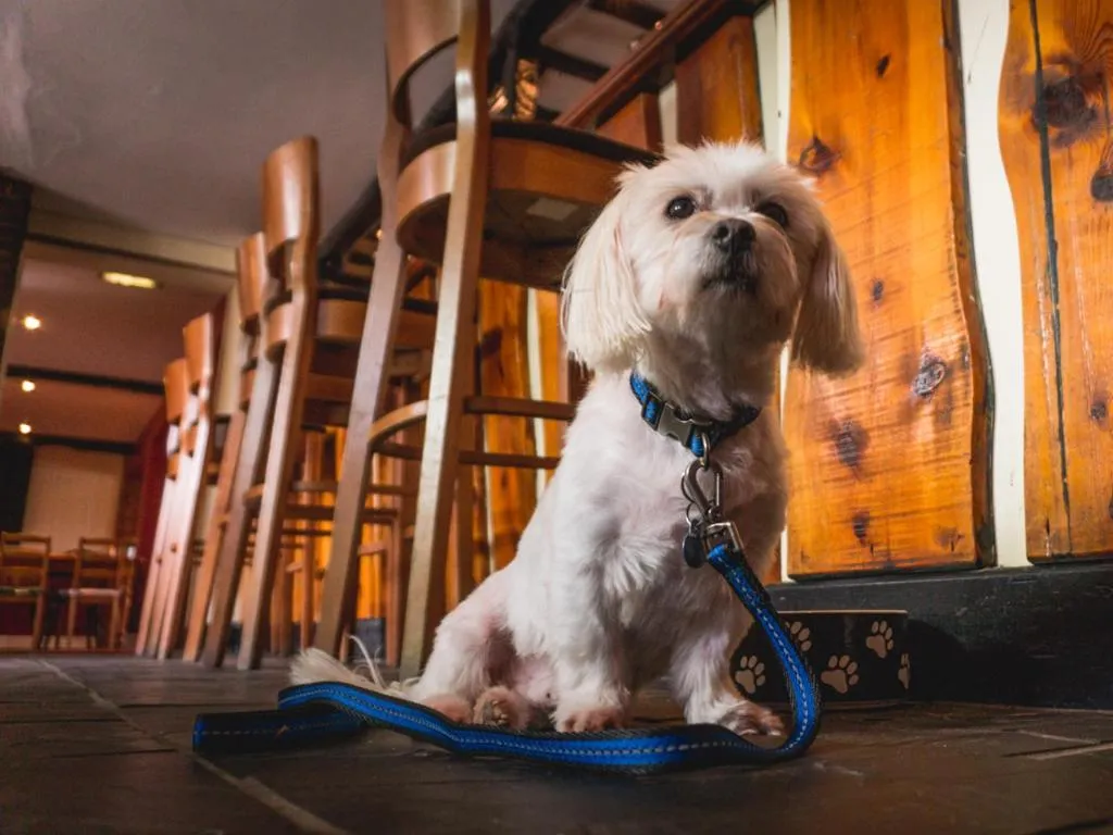 Pets in The Shoe Inn