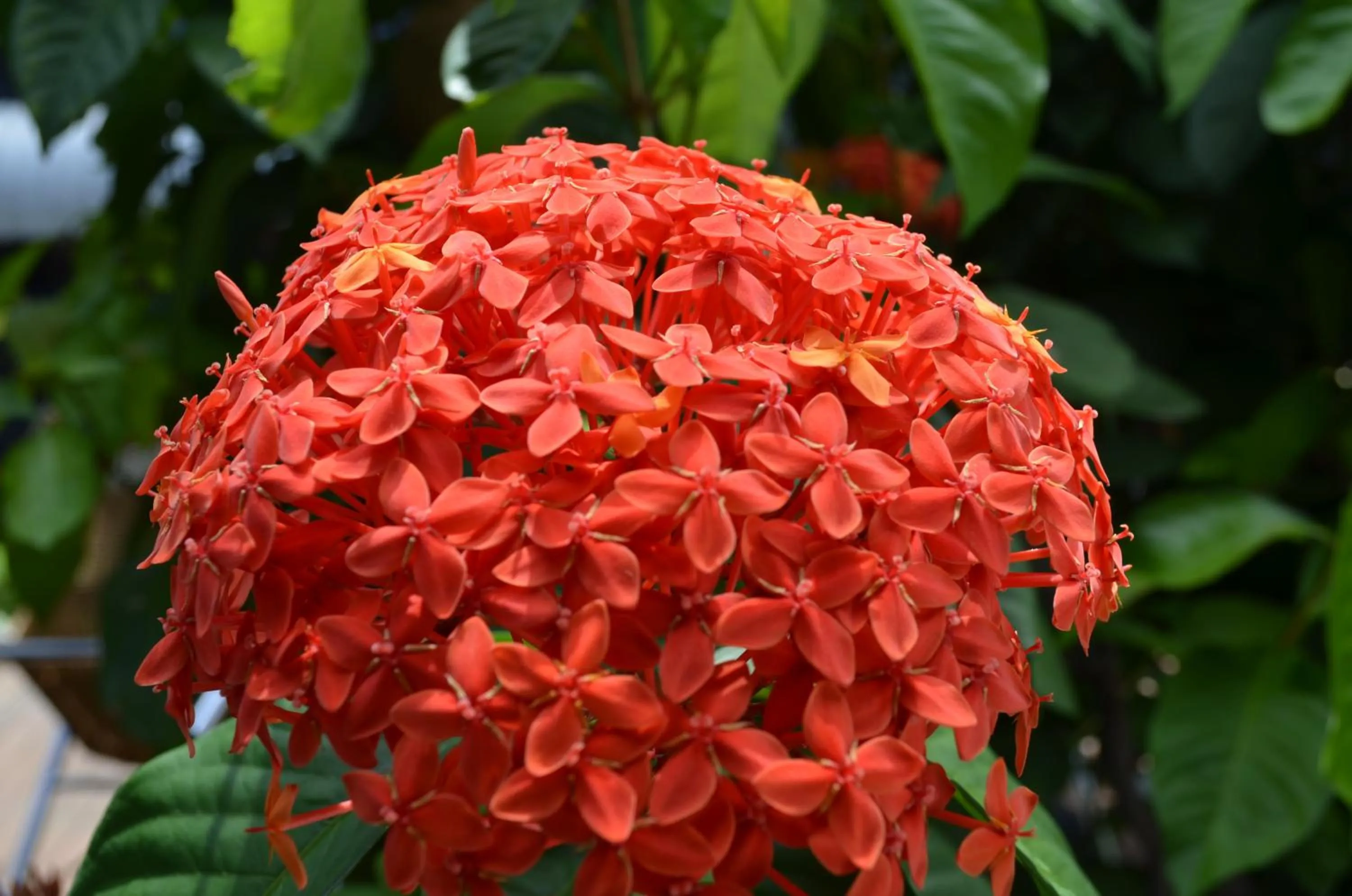 Garden in Airport Motel Brisbane