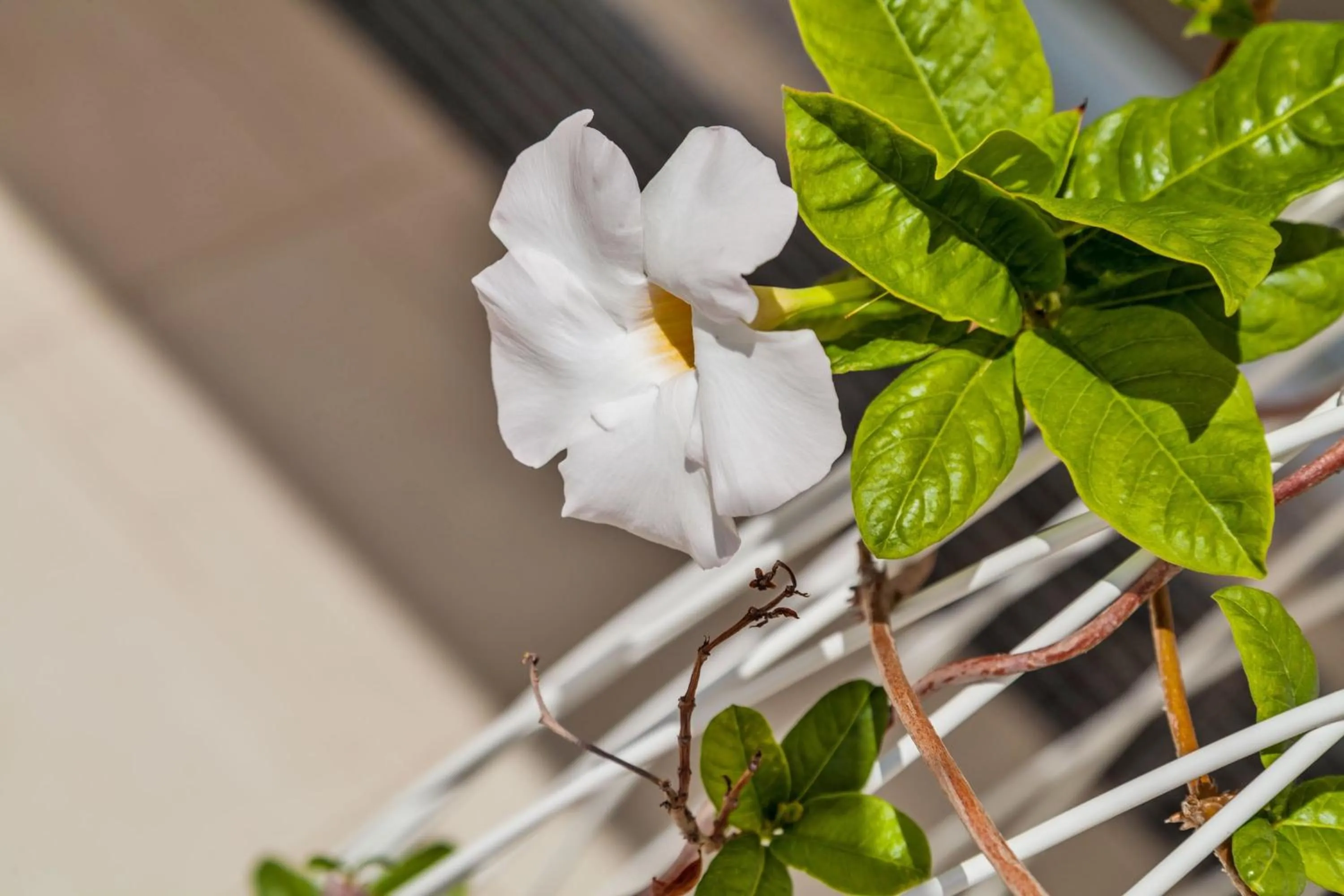 Spring in Abitare in Vacanza