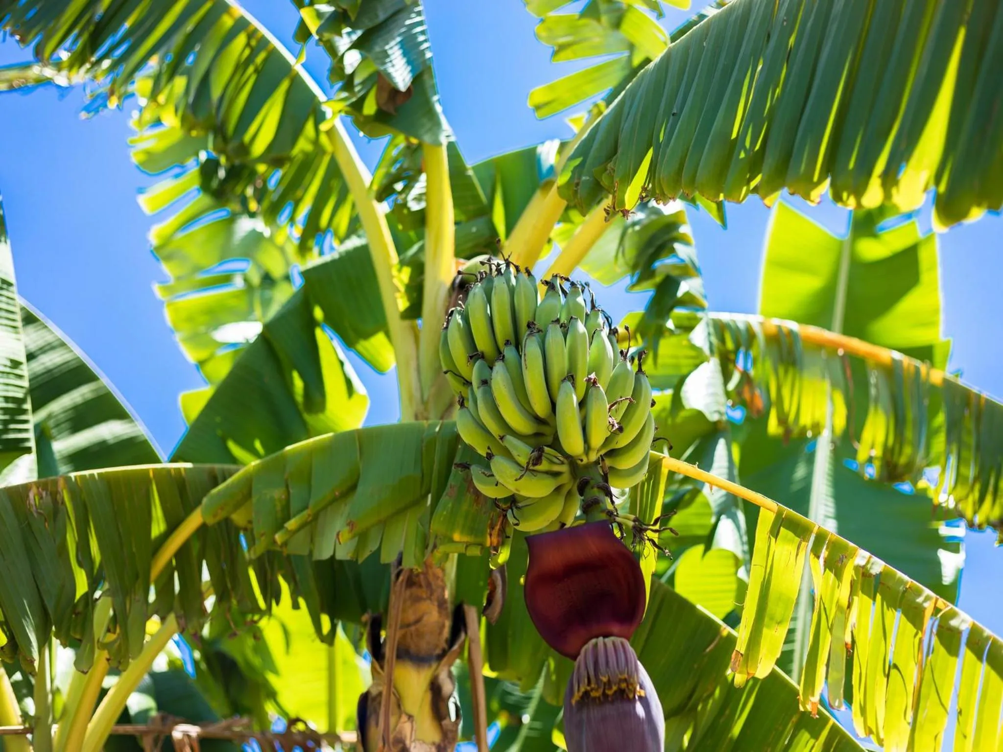 Summer in Apartamentos Flor da Laranja, Albufeira by AlgarveBlossom