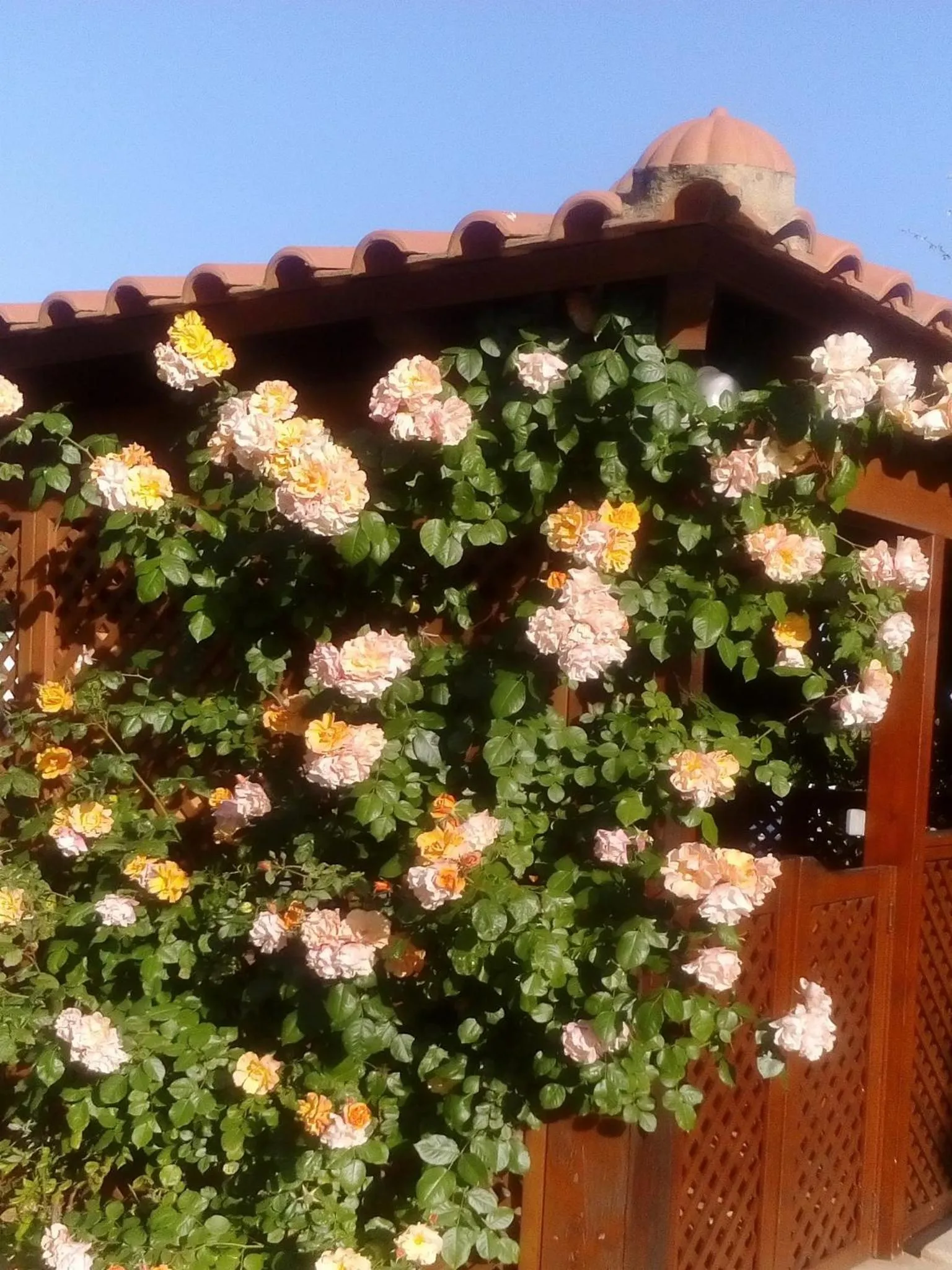 Spring in Apartamentos Flor da Laranja, Albufeira by AlgarveBlossom