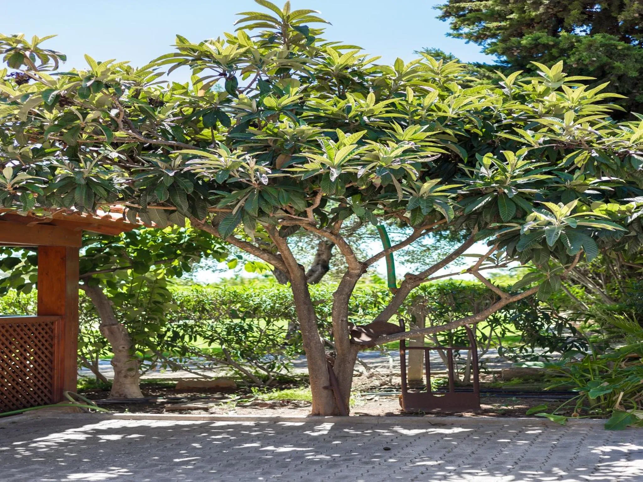 Patio in Apartamentos Flor da Laranja, Albufeira by AlgarveBlossom