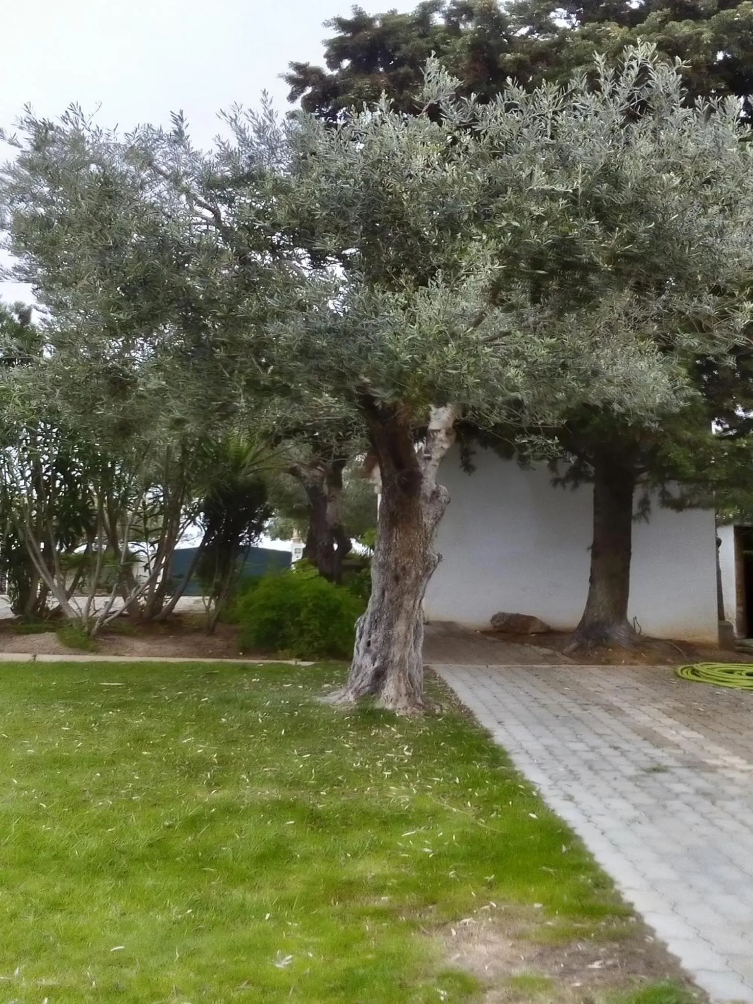 Garden in Apartamentos Flor da Laranja, Albufeira by AlgarveBlossom