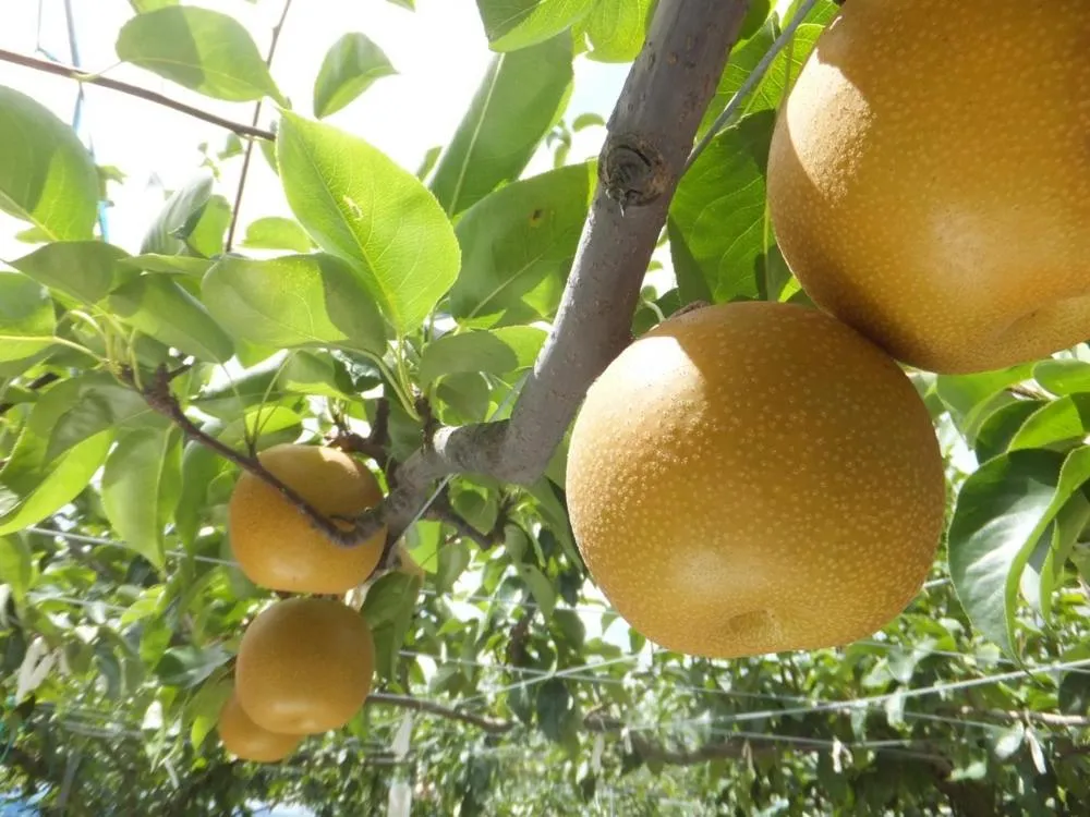 Activities in Ichinomata Onsen Grand Hotel