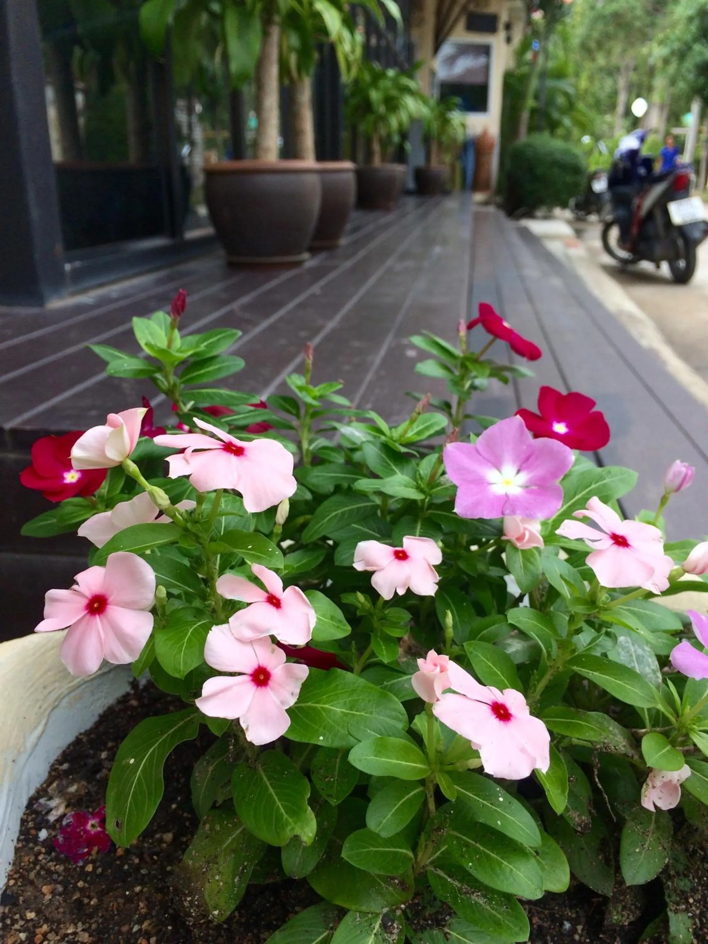 Garden view in At Lamai Resort