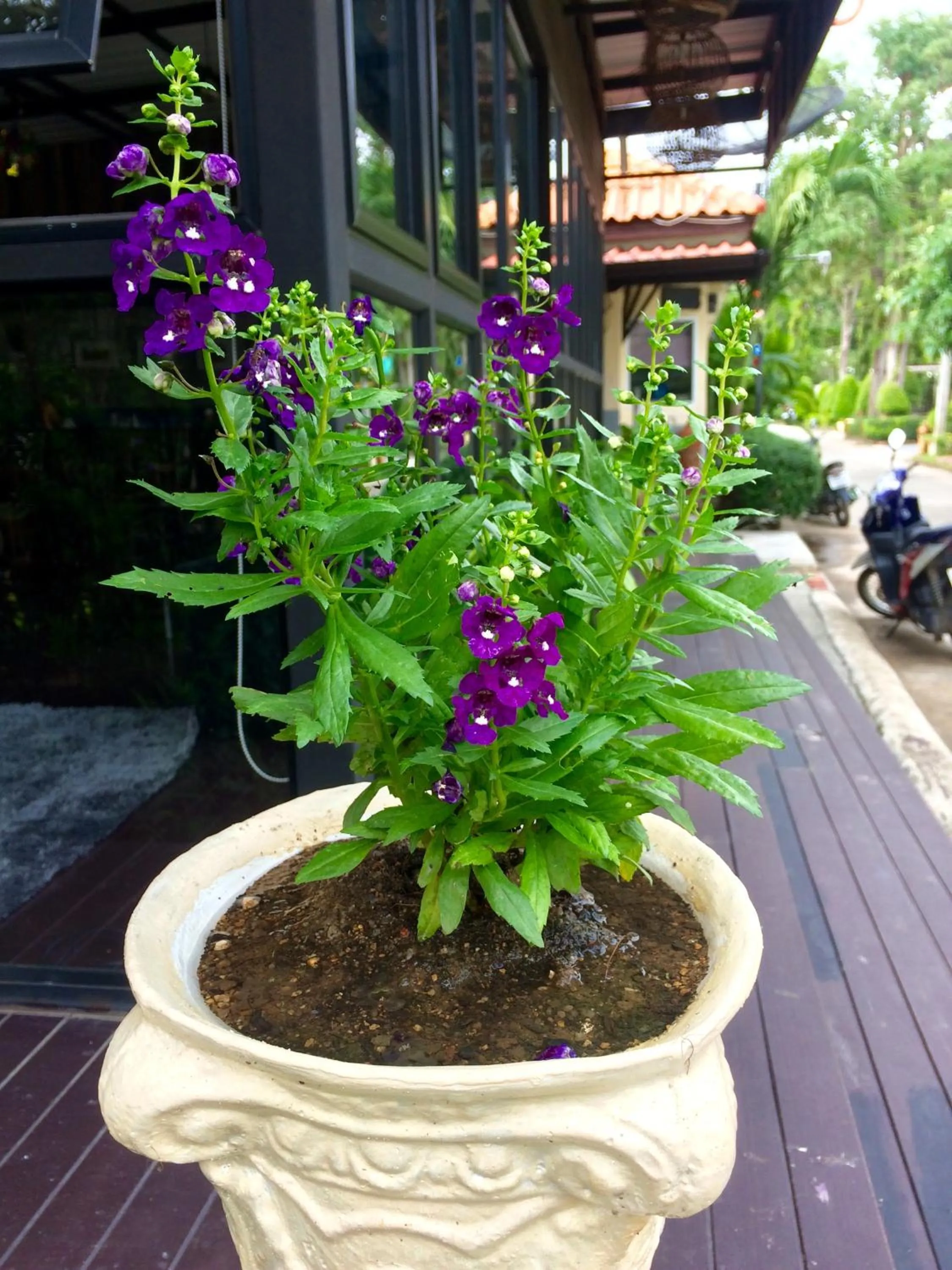 Garden view in At Lamai Resort