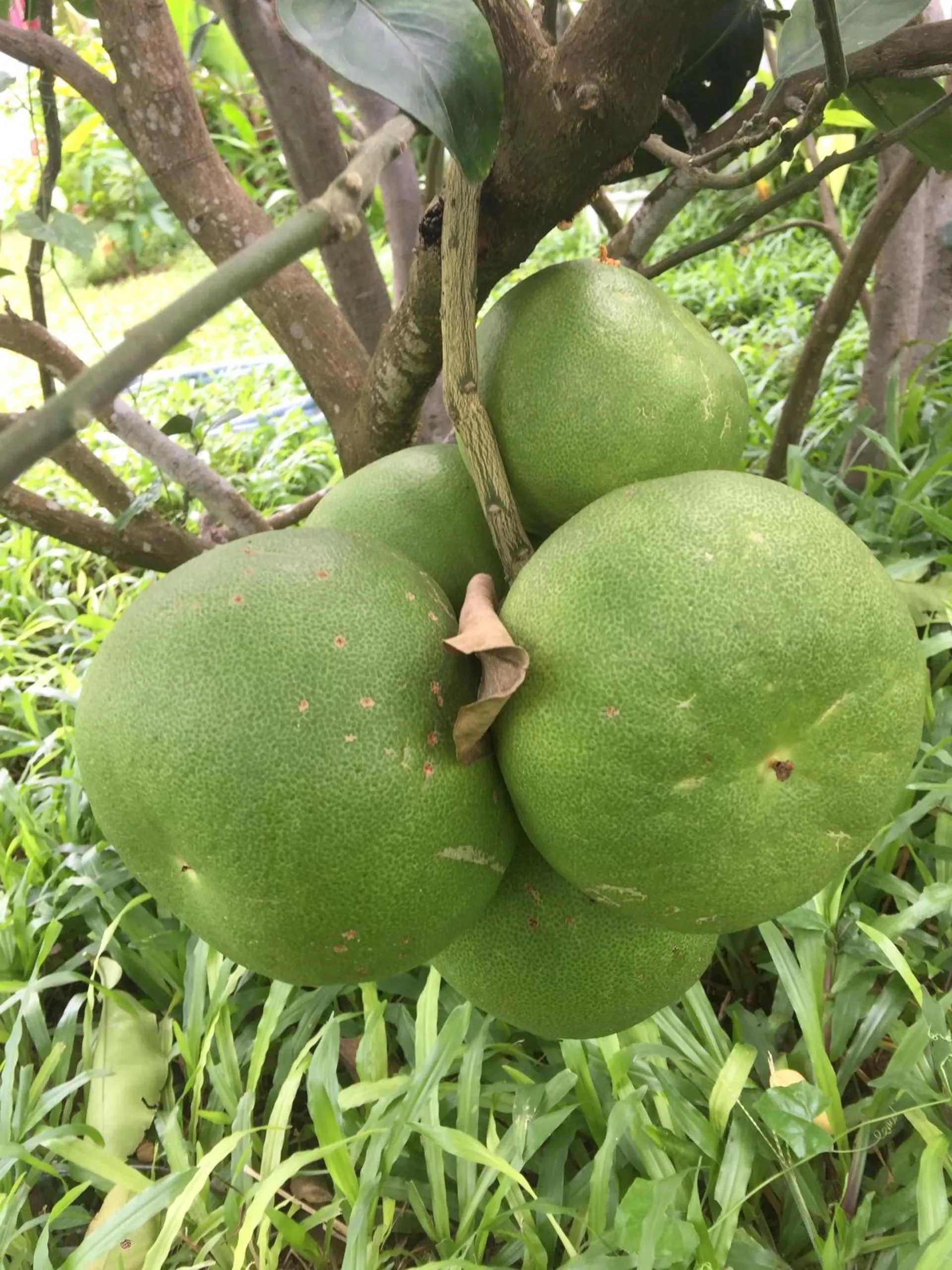 Garden in An Bang Golden Beach Villa