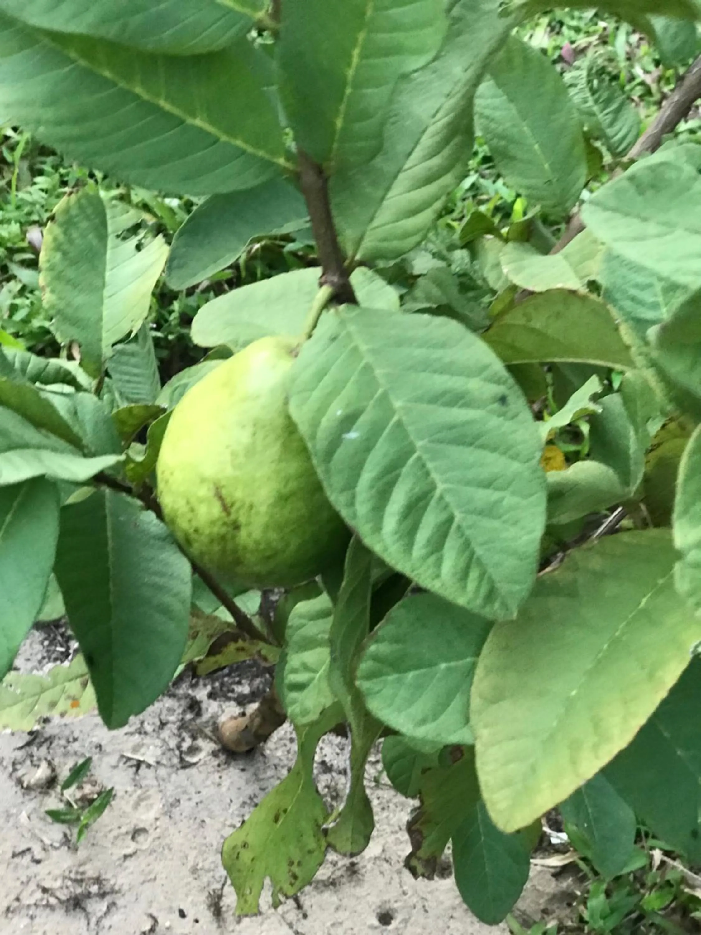 Garden in An Bang Golden Beach Villa