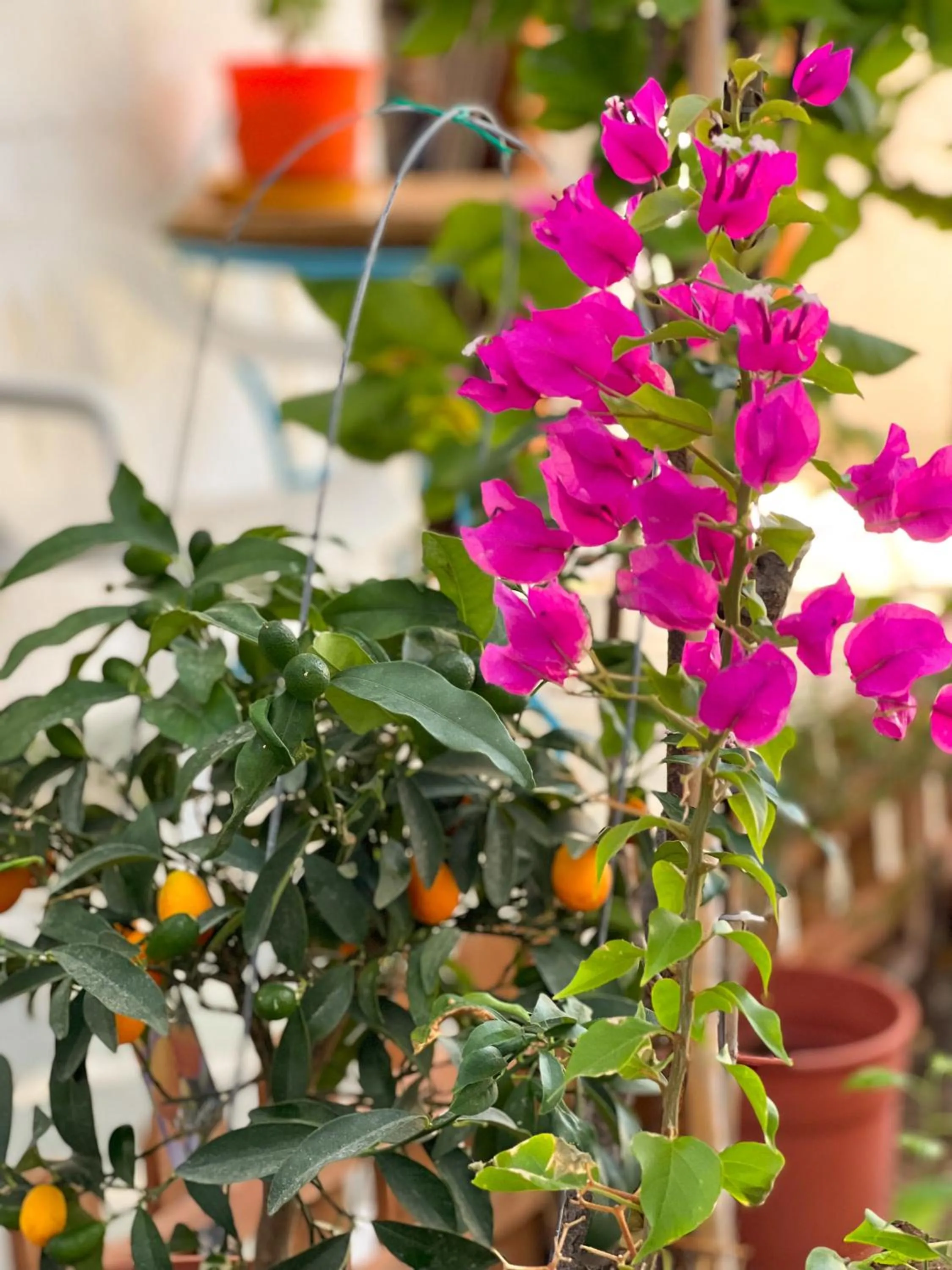 Garden view in Grikos Hotel