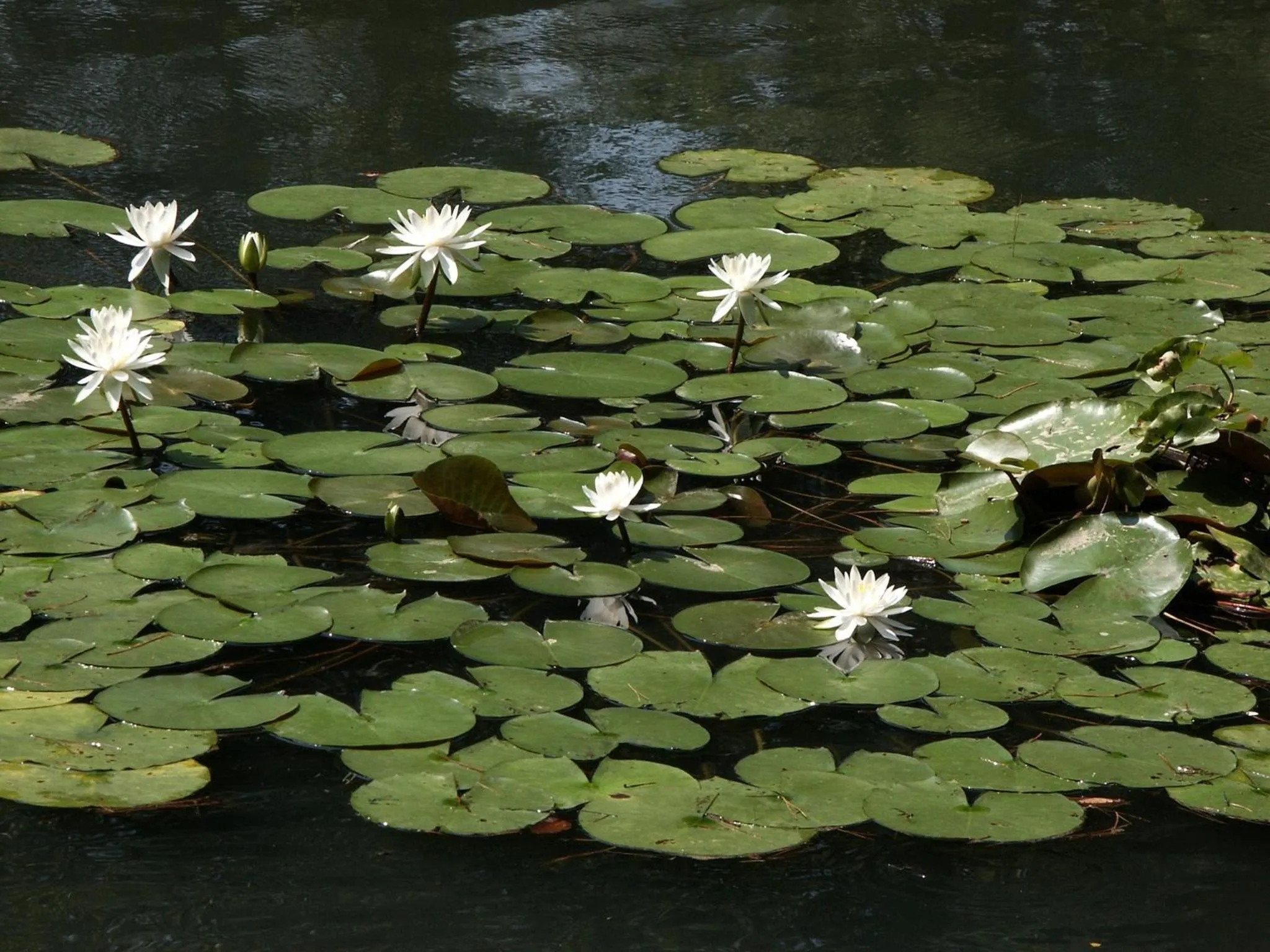 Garden in Matsusaki
