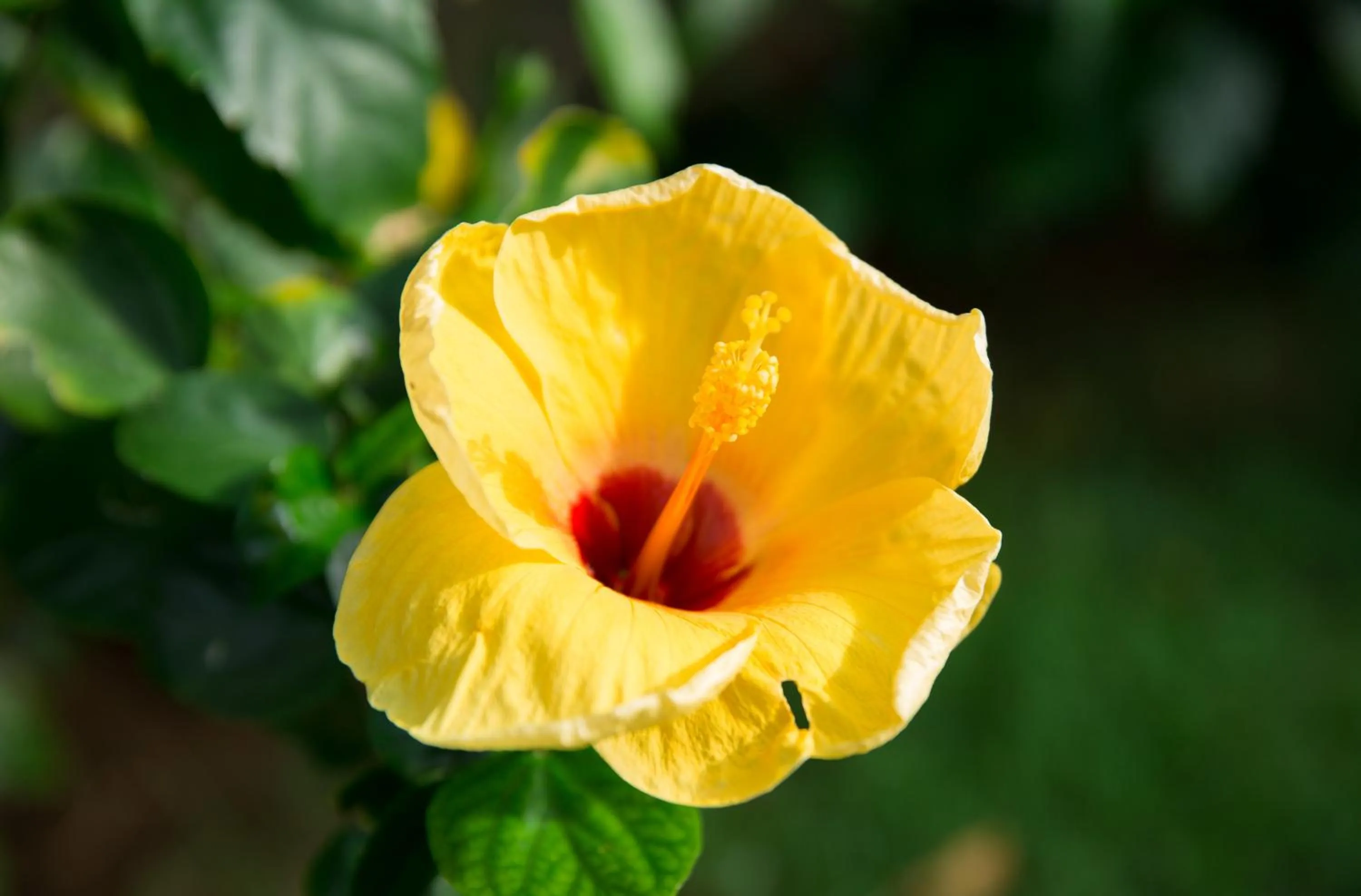 Natural landscape in Lamai Coconut Beach Resort