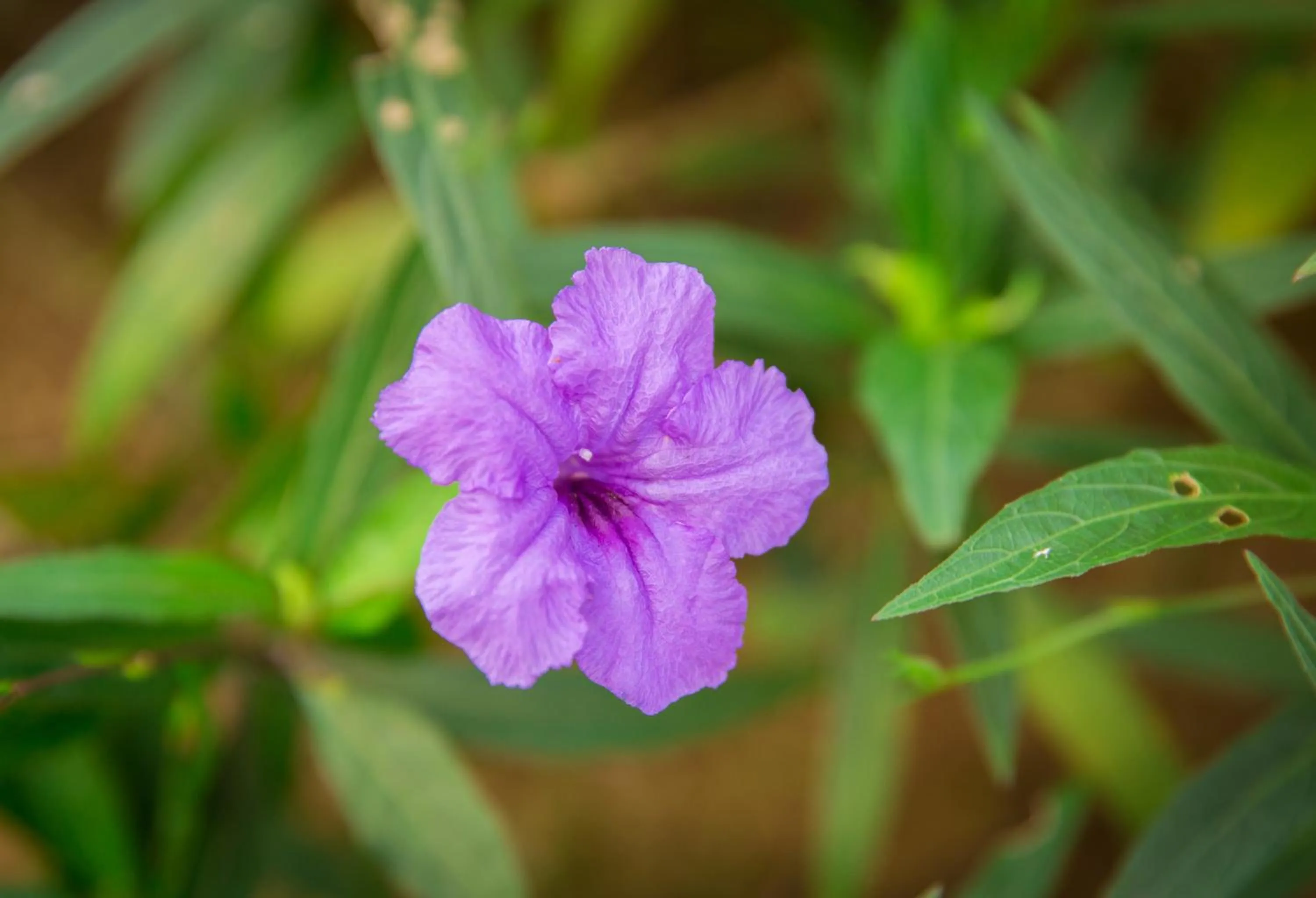 Garden in Lamai Coconut Beach Resort