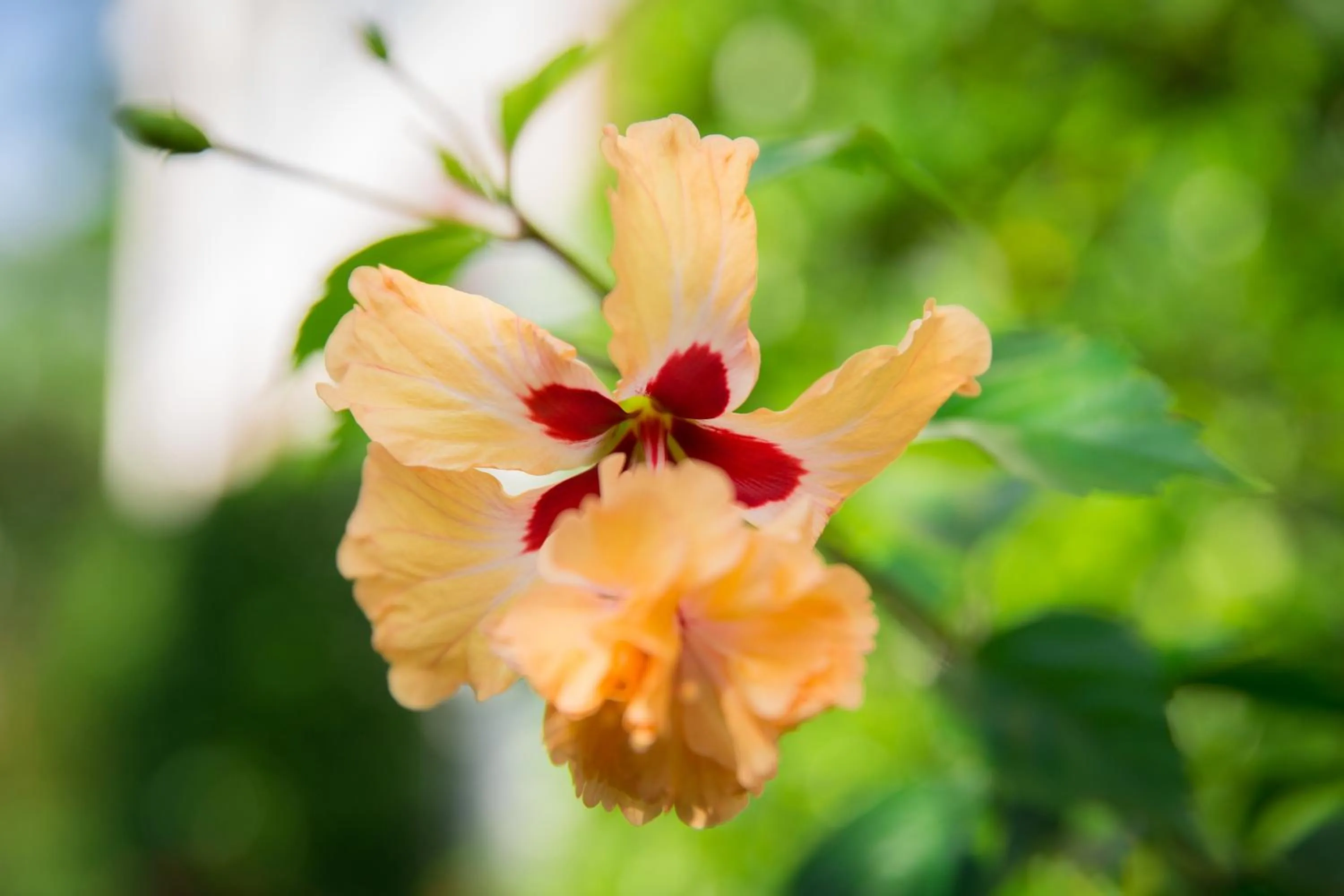 Garden in Lamai Coconut Beach Resort