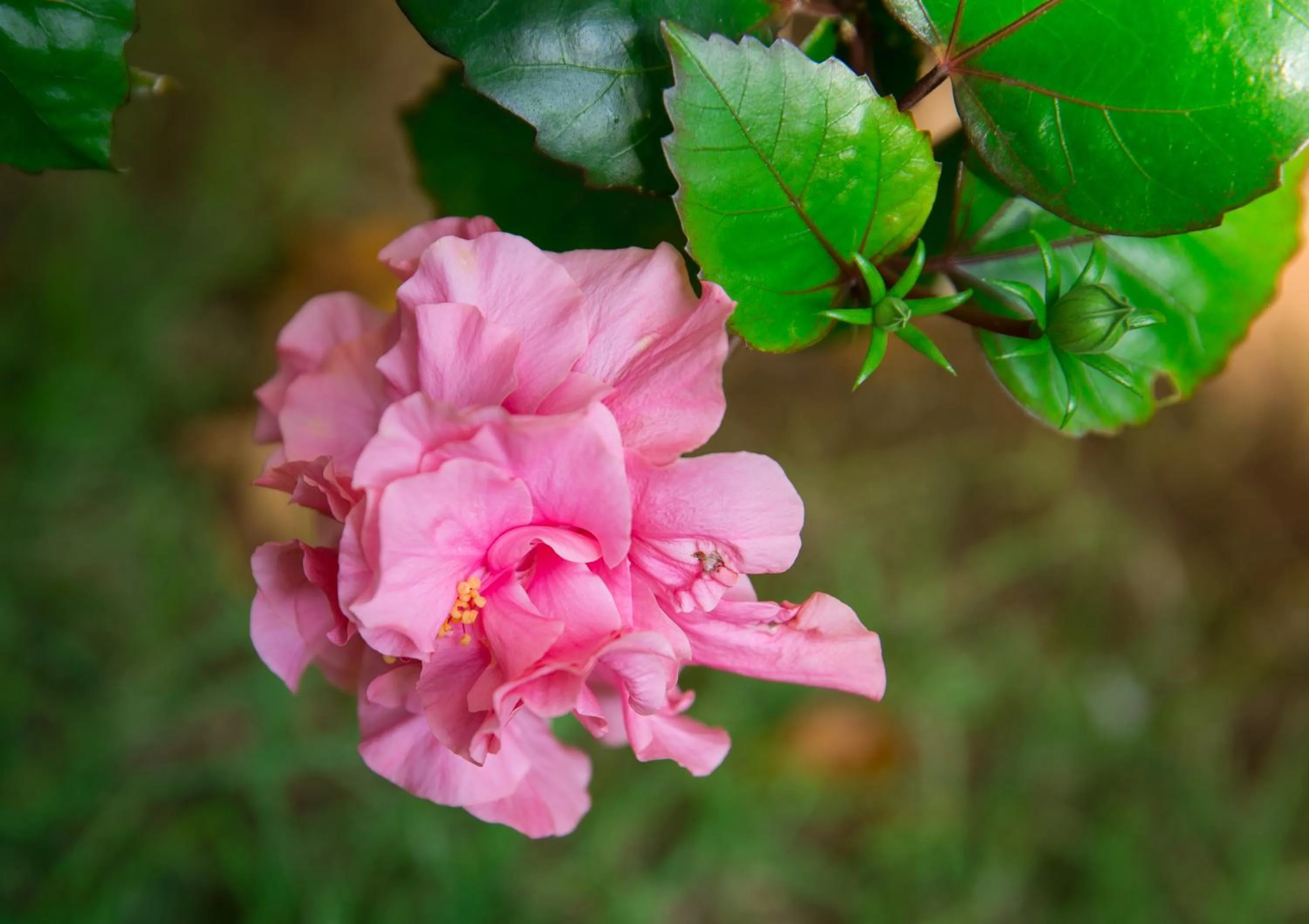 Natural landscape in Lamai Coconut Beach Resort