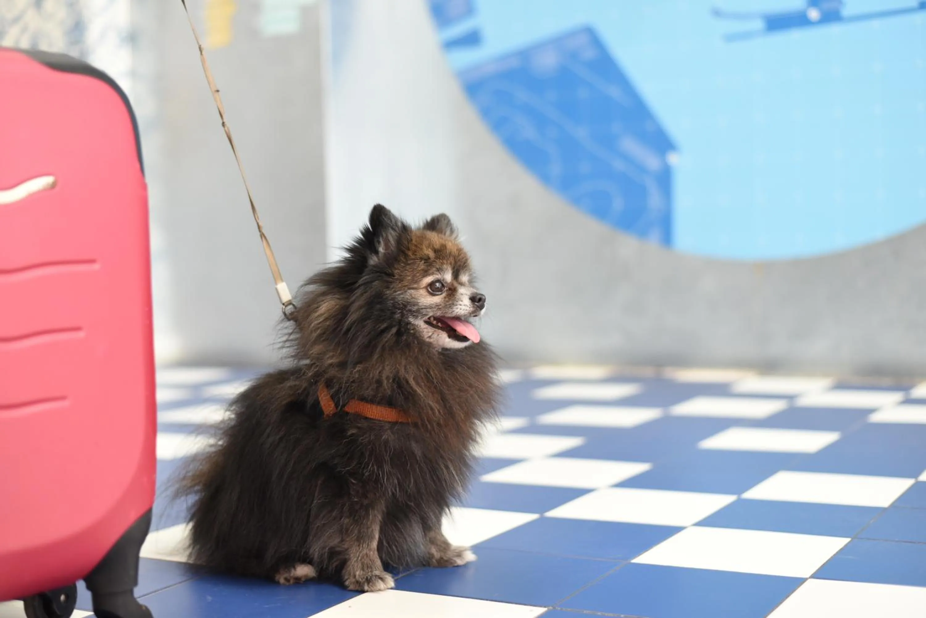 Pets in Loop INN Hostel Cartagena