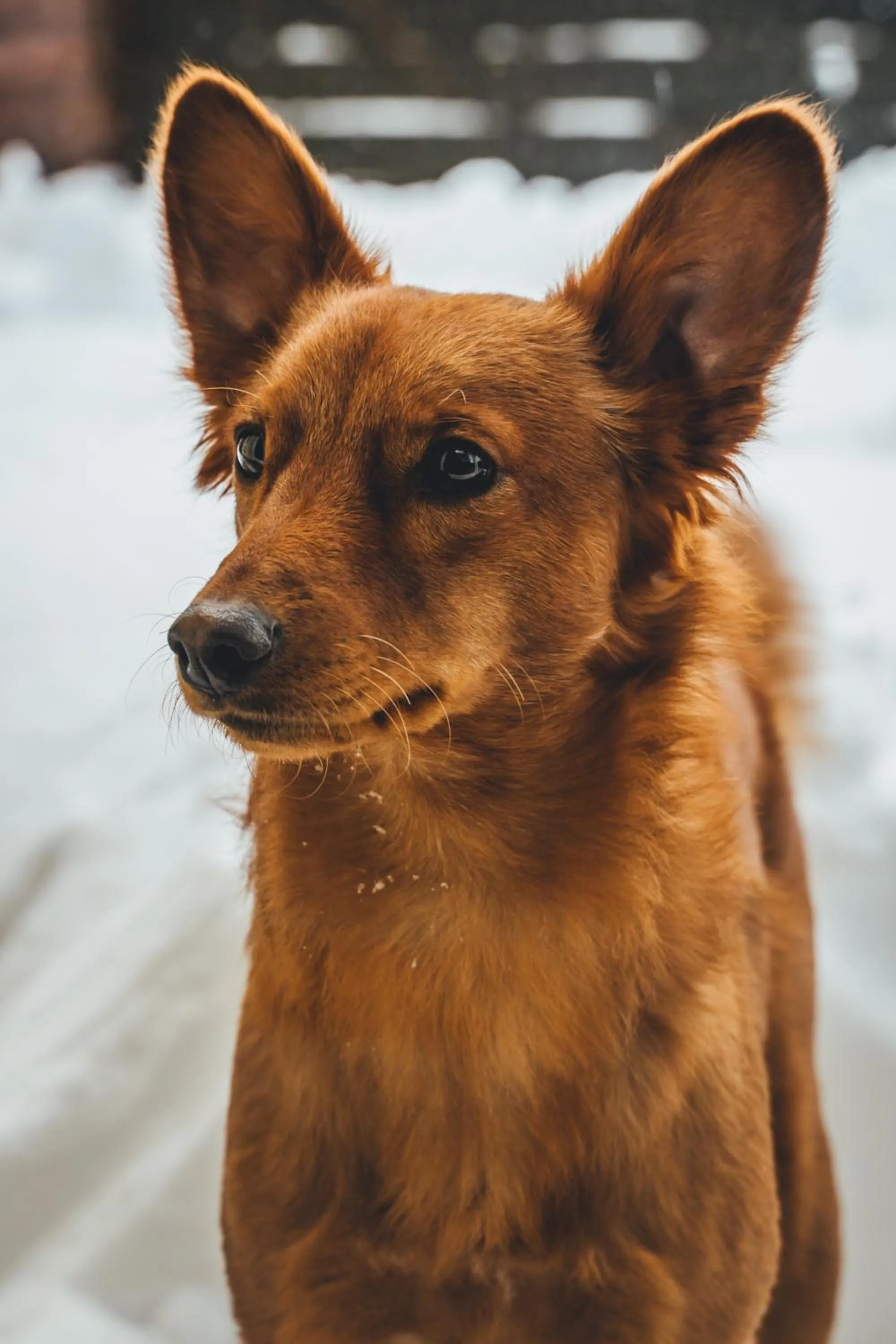 Animals in Hotel Sportalm - Adults Only Boutique Hotel