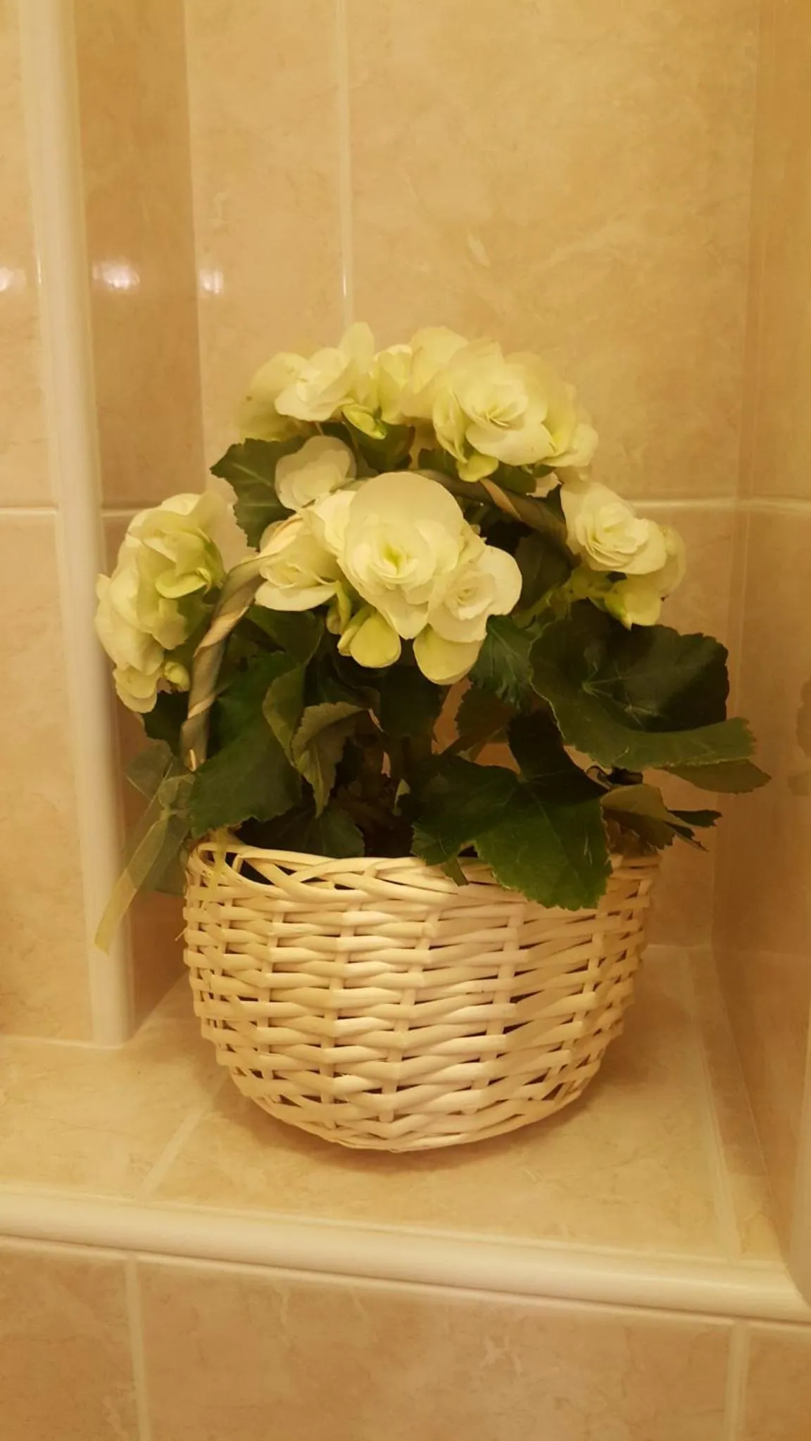 Decorative detail in Nuovo Albergo