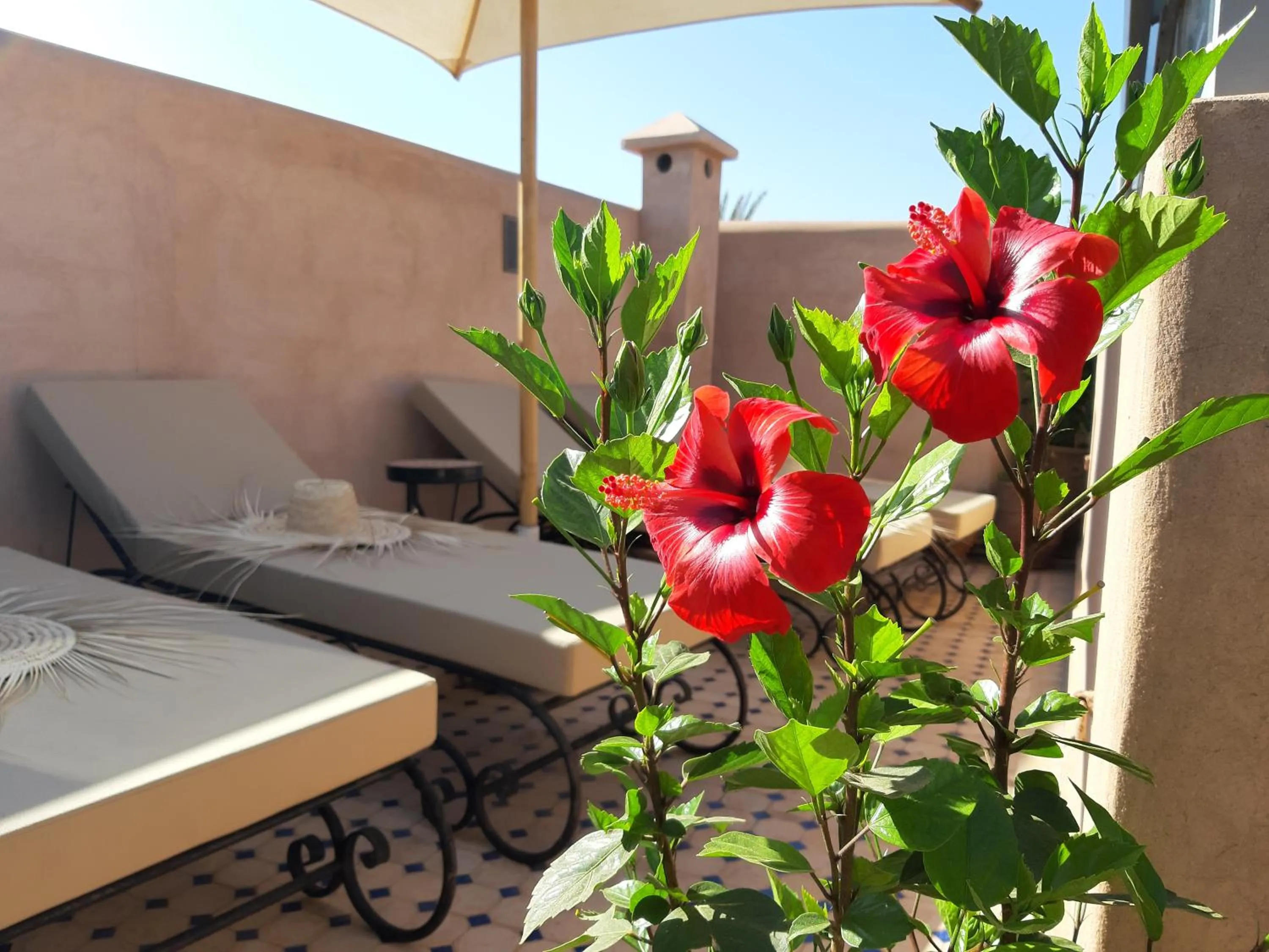 Balcony/Terrace, Bed in Riad Miral