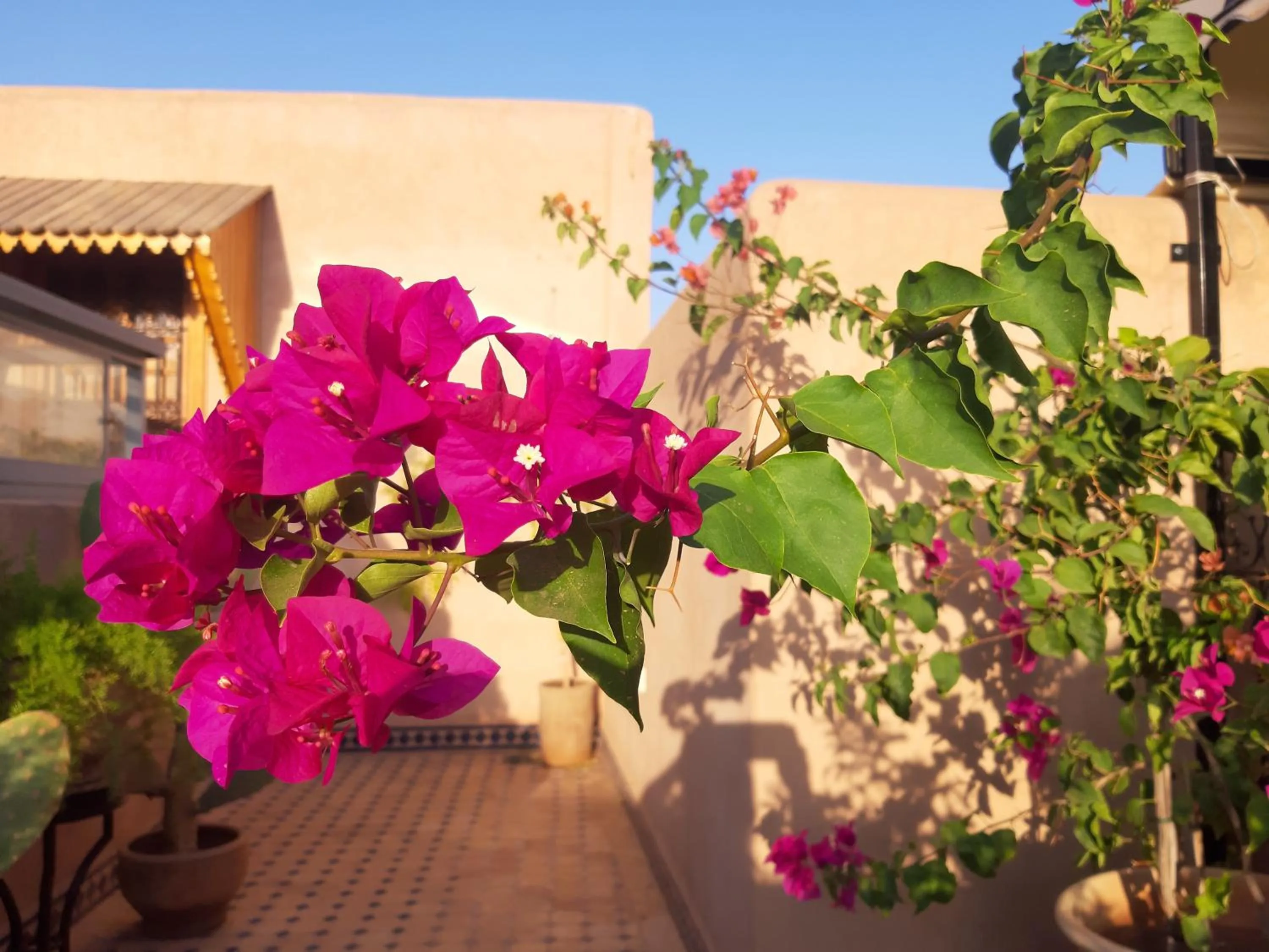 Balcony/Terrace in Riad Miral