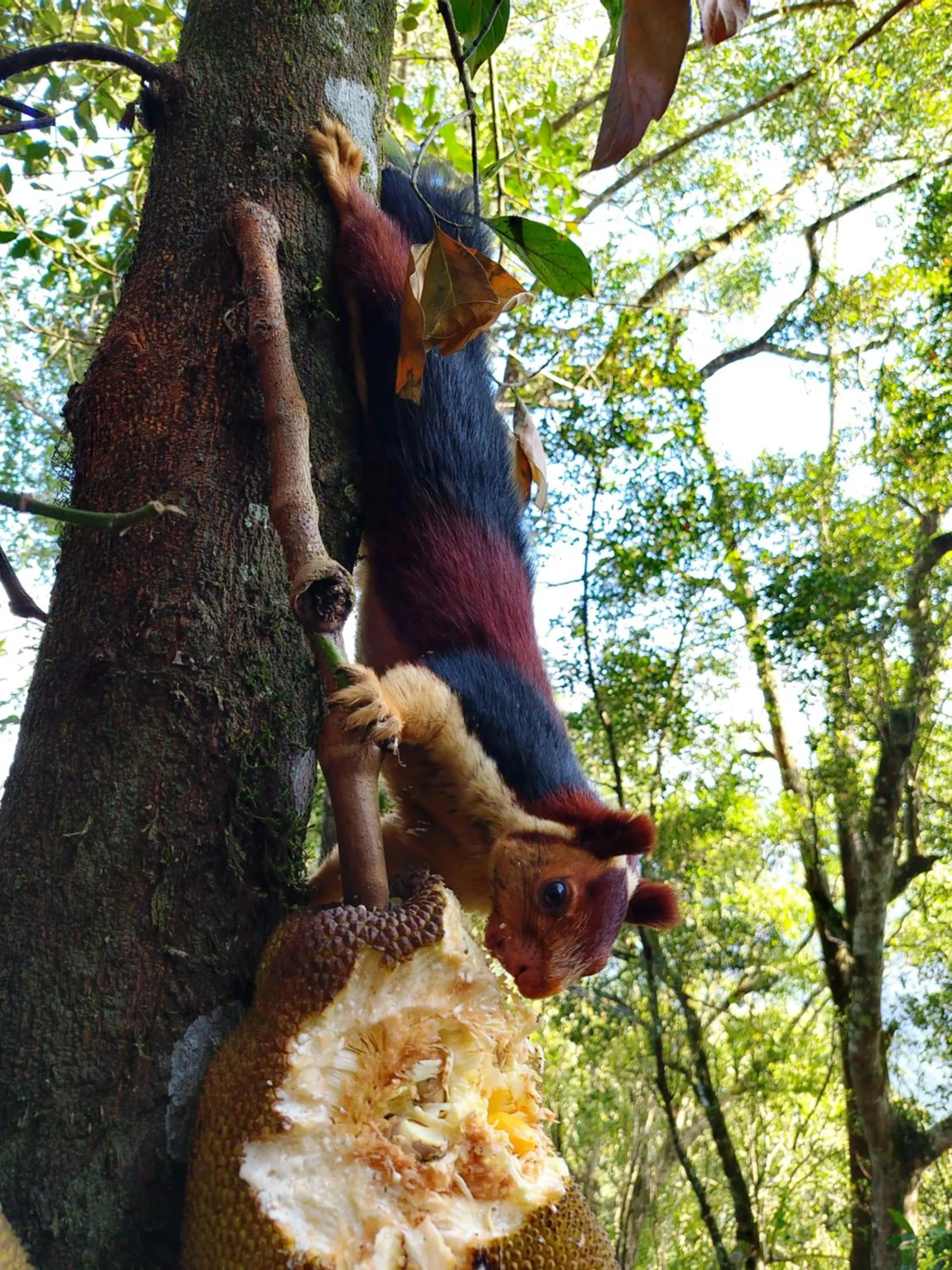 Activities in Blackberry Hills Munnar Nature Resort & Spa