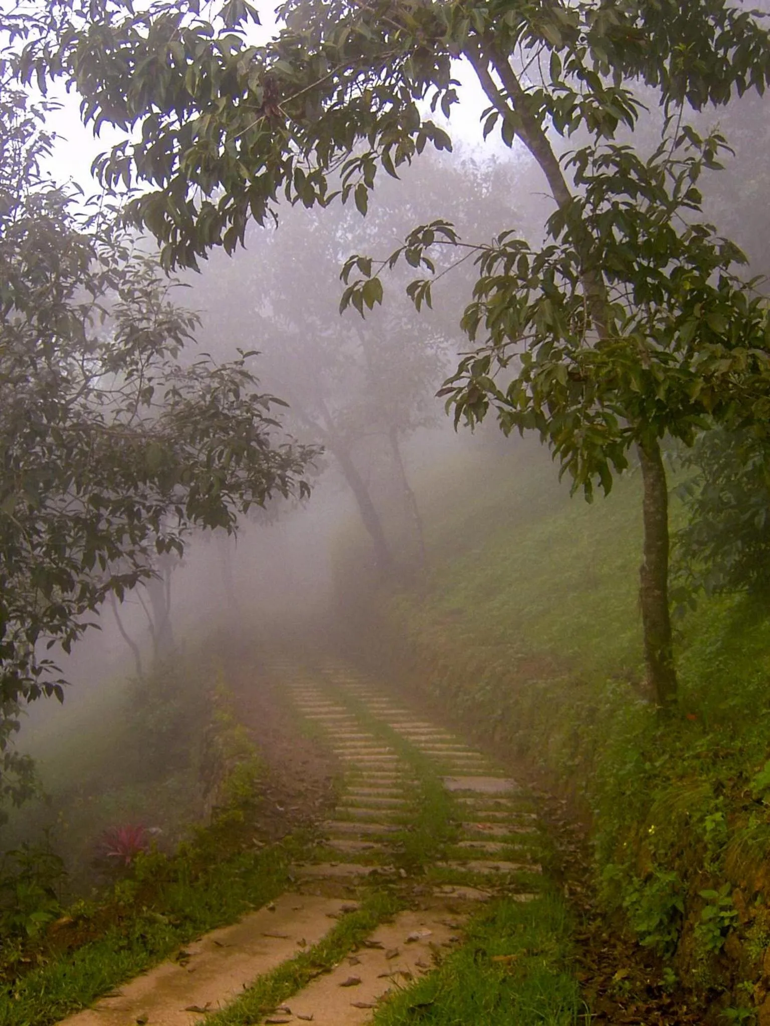 Garden in Blackberry Hills Munnar Nature Resort & Spa