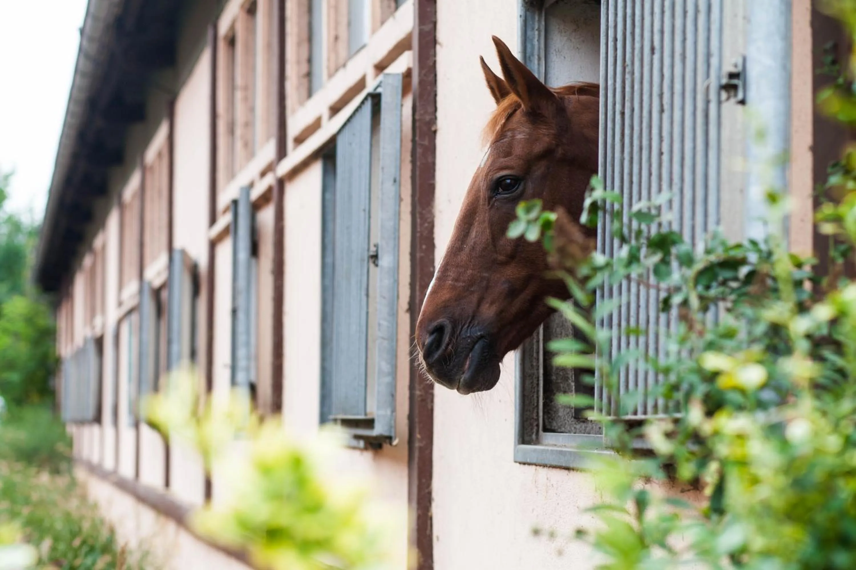 View (from property/room) in Project JUNE - ehemals Landgasthof Jüterbog
