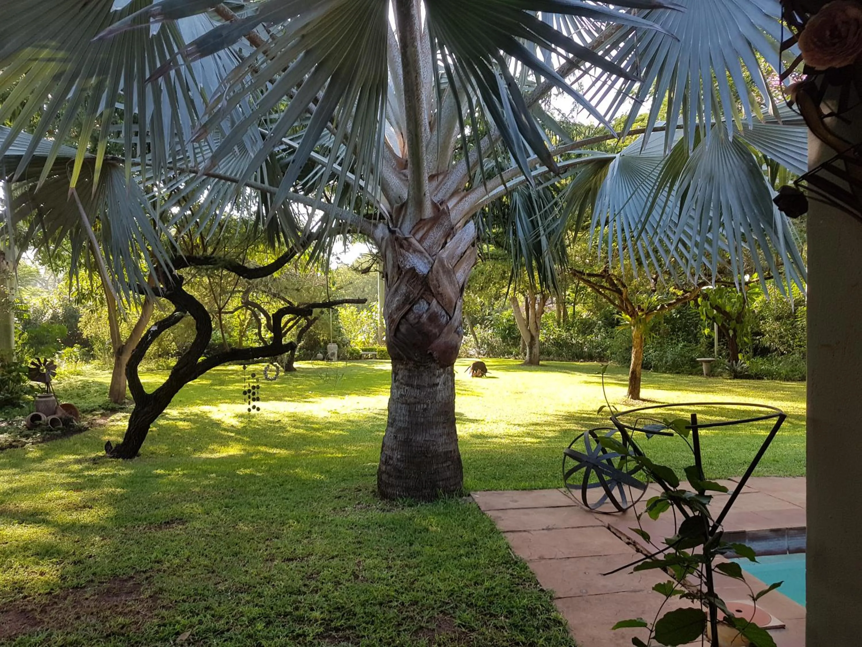Garden view in Kruger Allo B&B