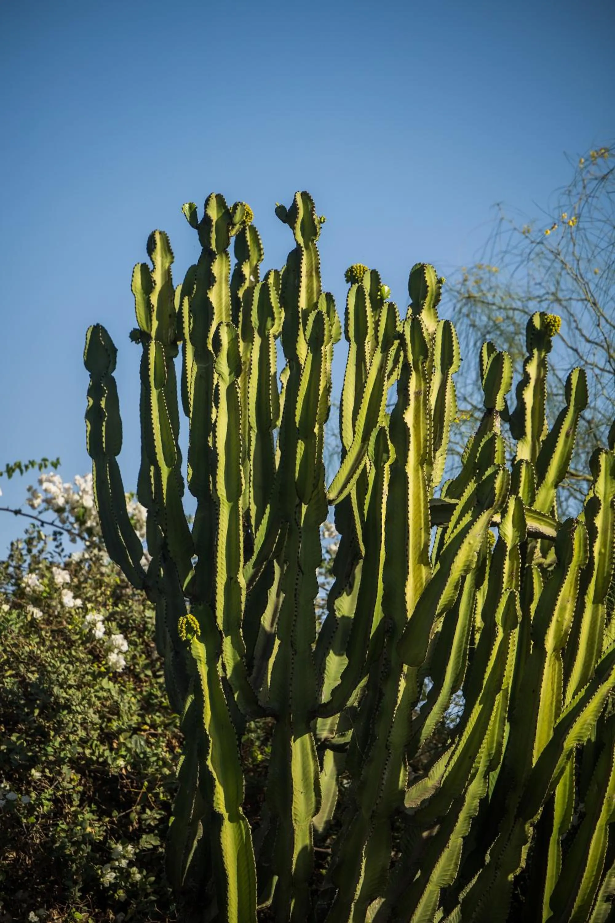 Spring in Dar Maktoub