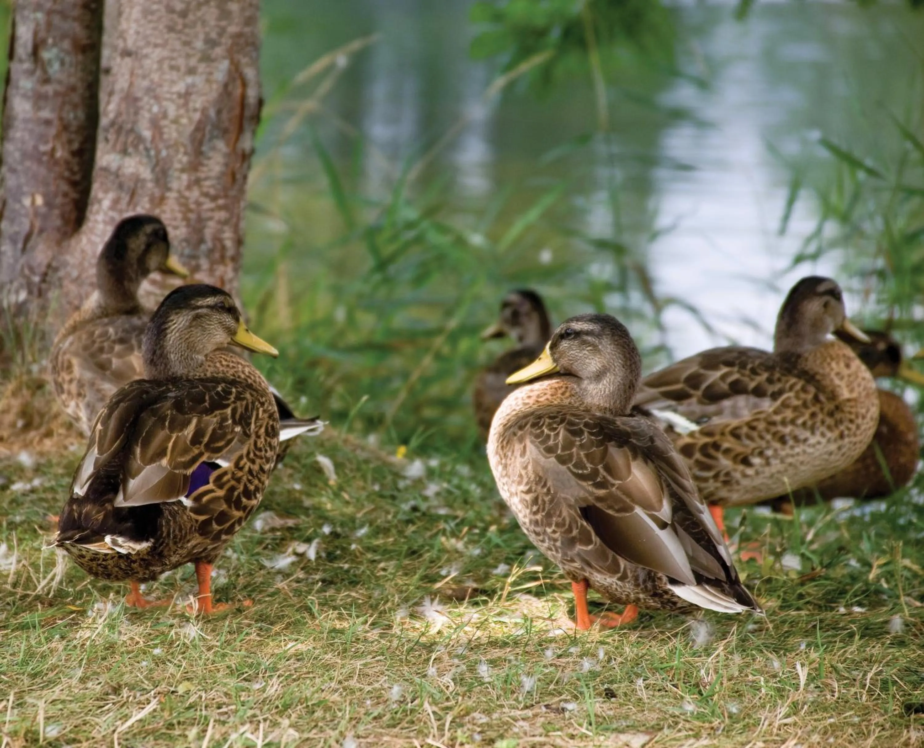 Other in Club Wyndham Tamarack