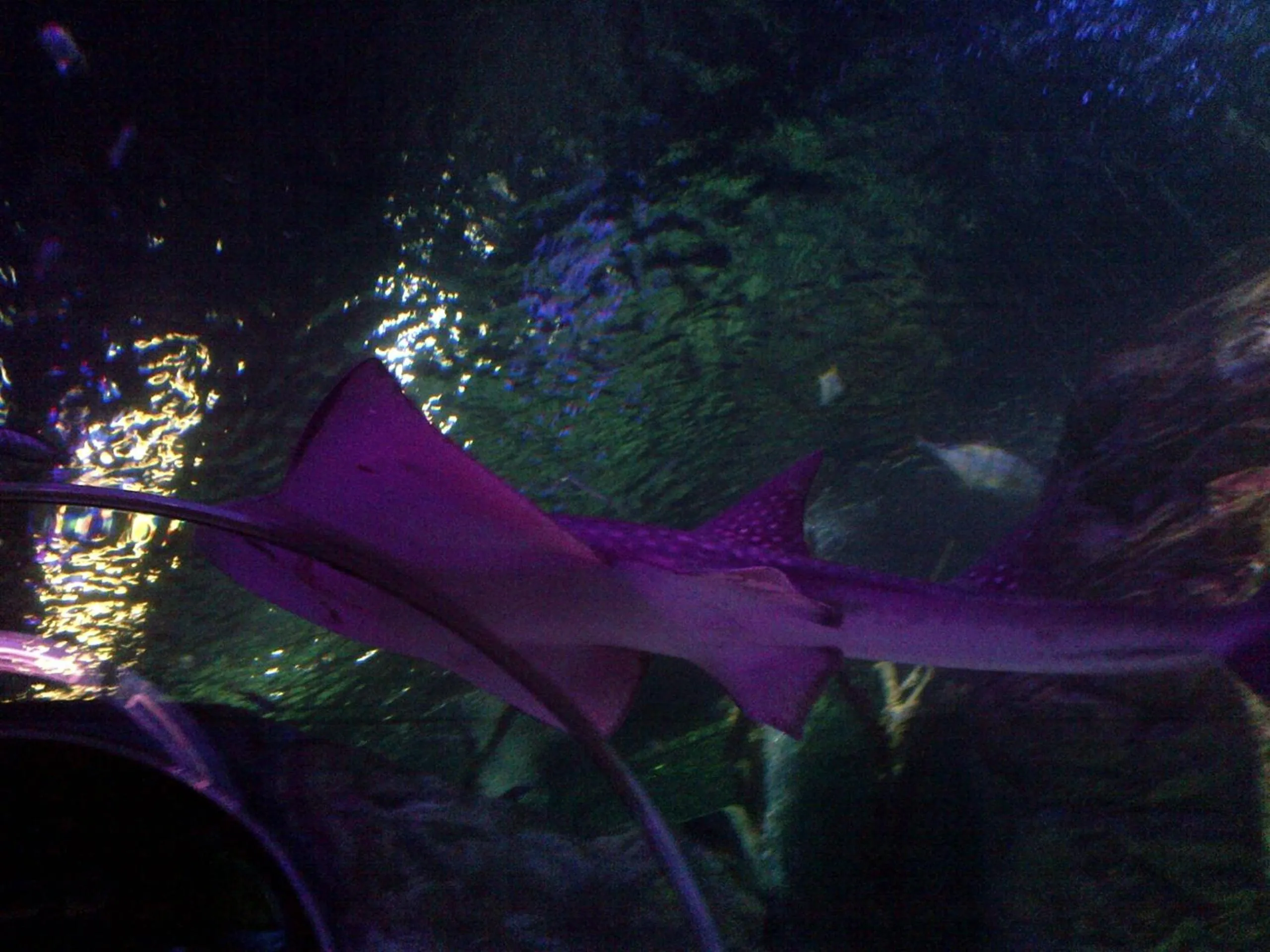 Other in The Waldorf - Near Pleasure Beach & Sandcastle