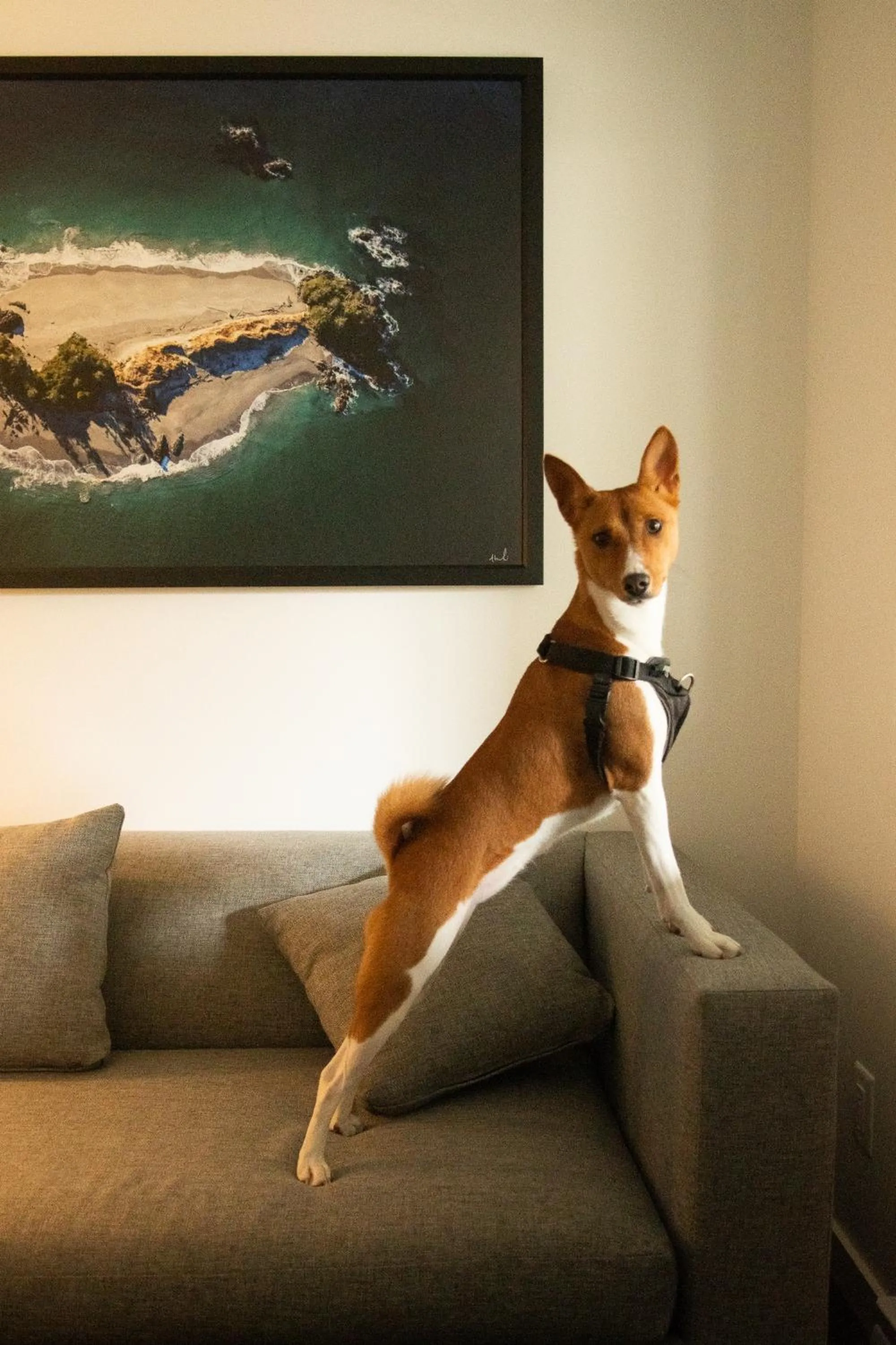 pet friendly in Tofino Resort + Marina