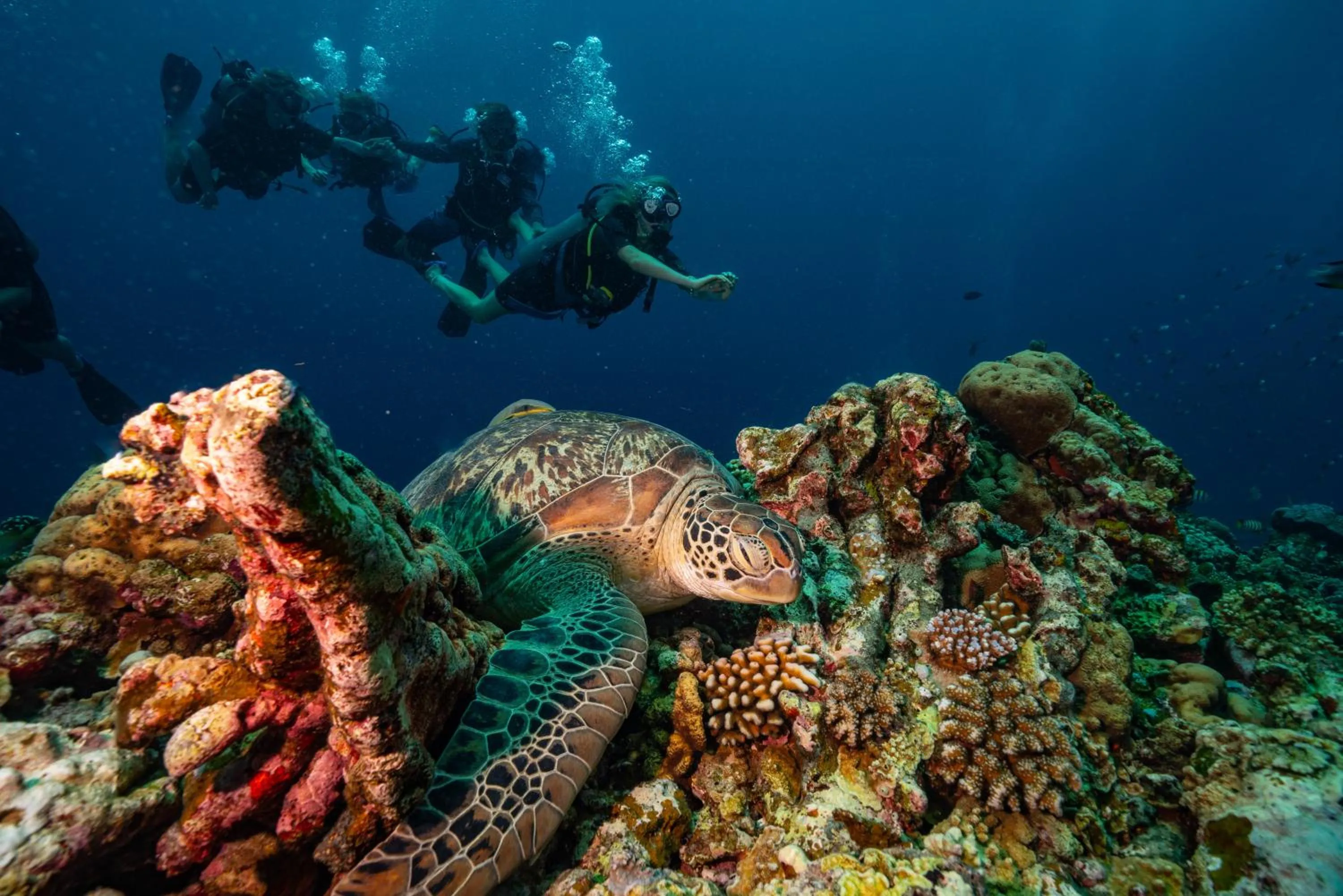 Diving in Trawangan Dive Resort