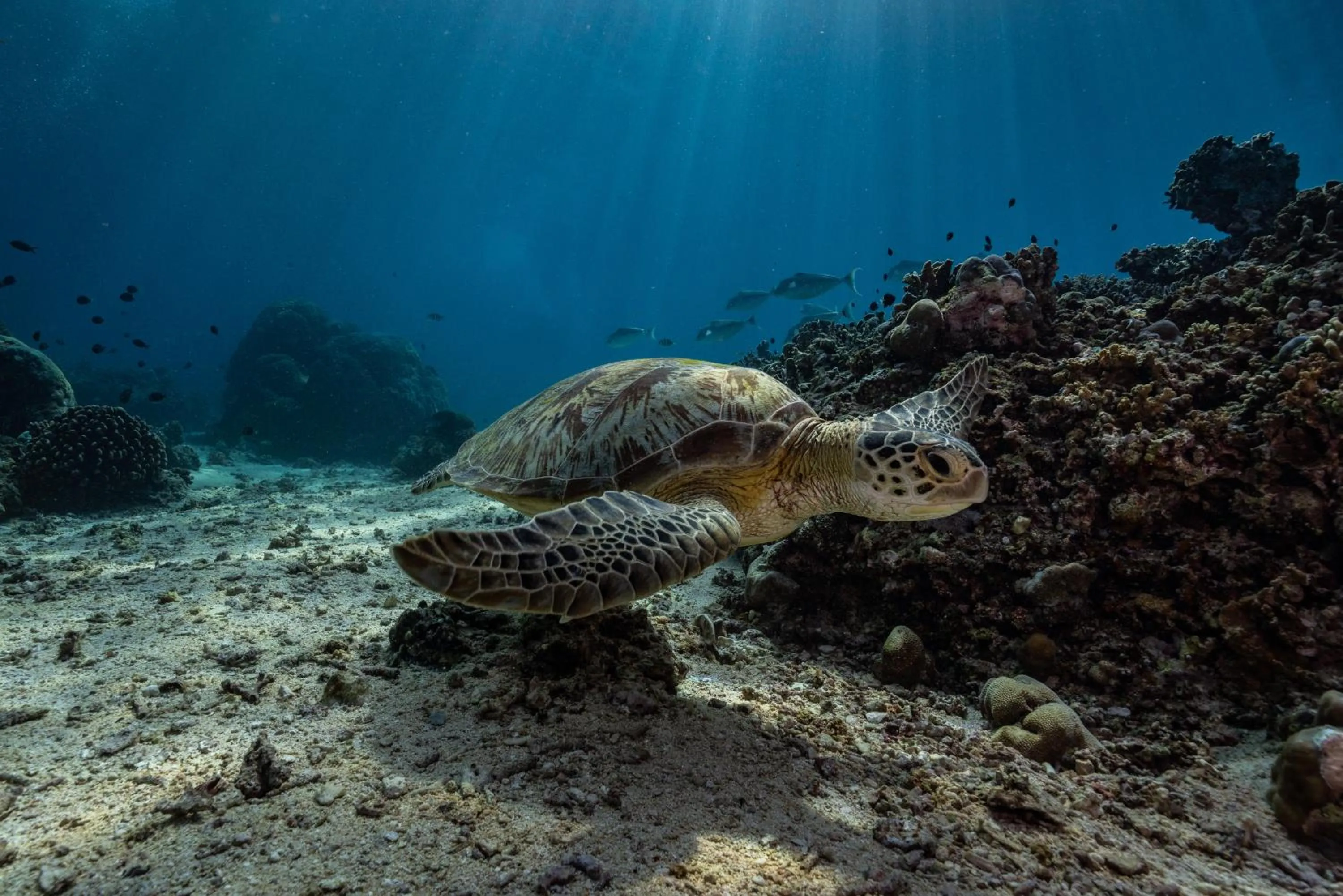 Diving in Trawangan Dive Resort