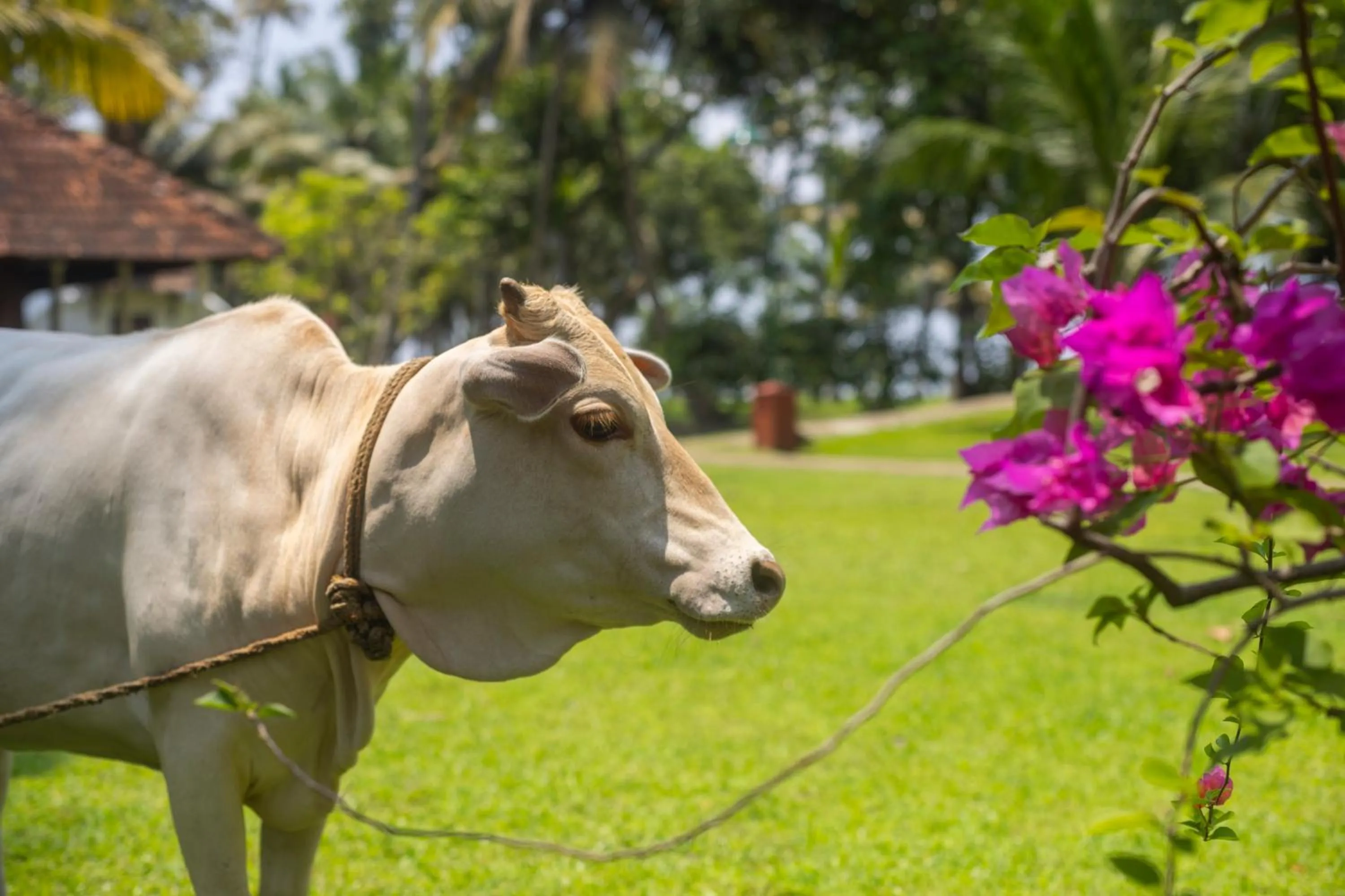 Garden in Coconut Lagoon Kumarakom - A CGH Earth Experience