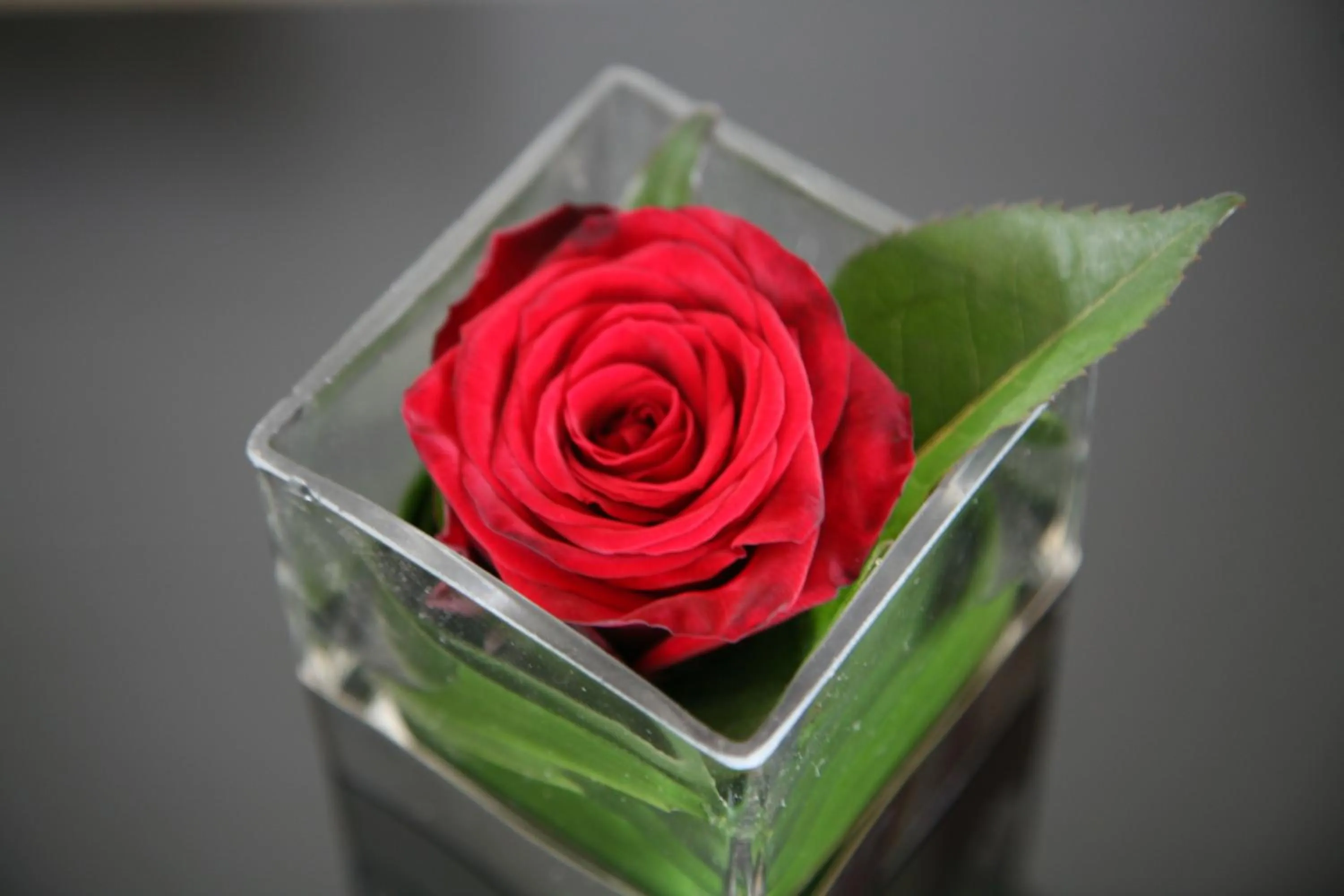 Decorative detail in B&B Kanegem Onverbloemd