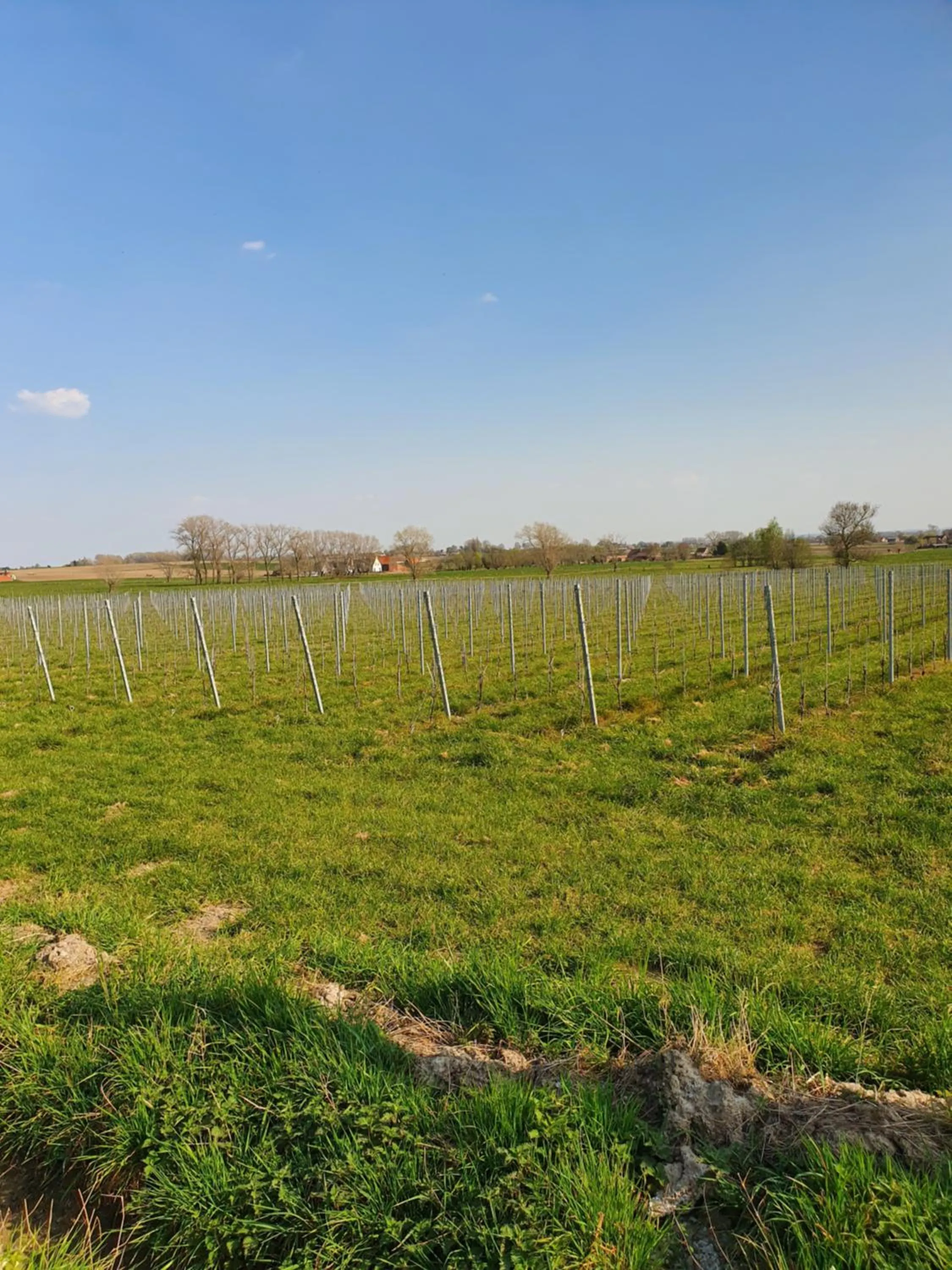 Natural landscape in B&B Kanegem Onverbloemd