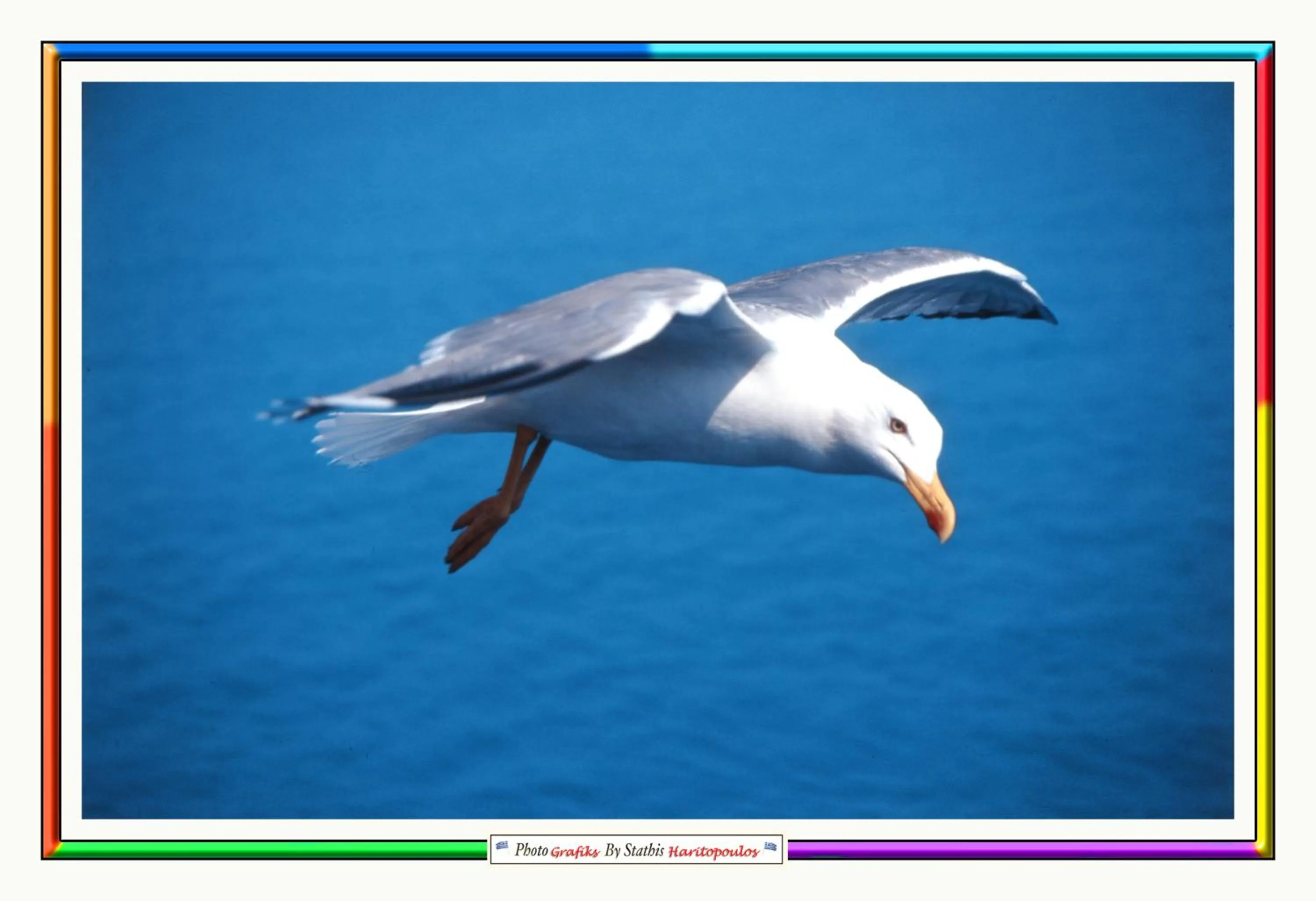 Animals in Nefeli Apartments