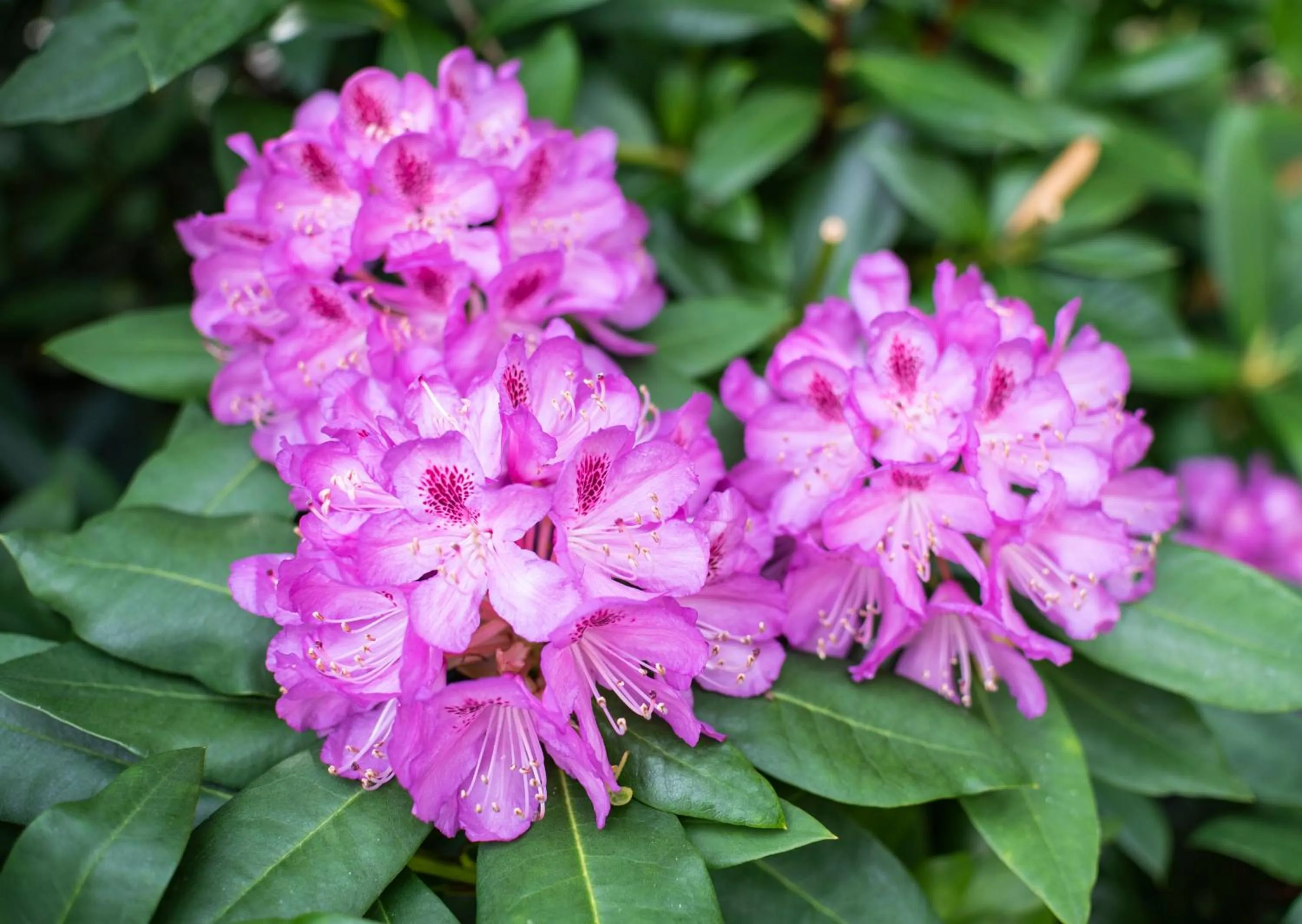 Garden view in Statham Lodge Hotel