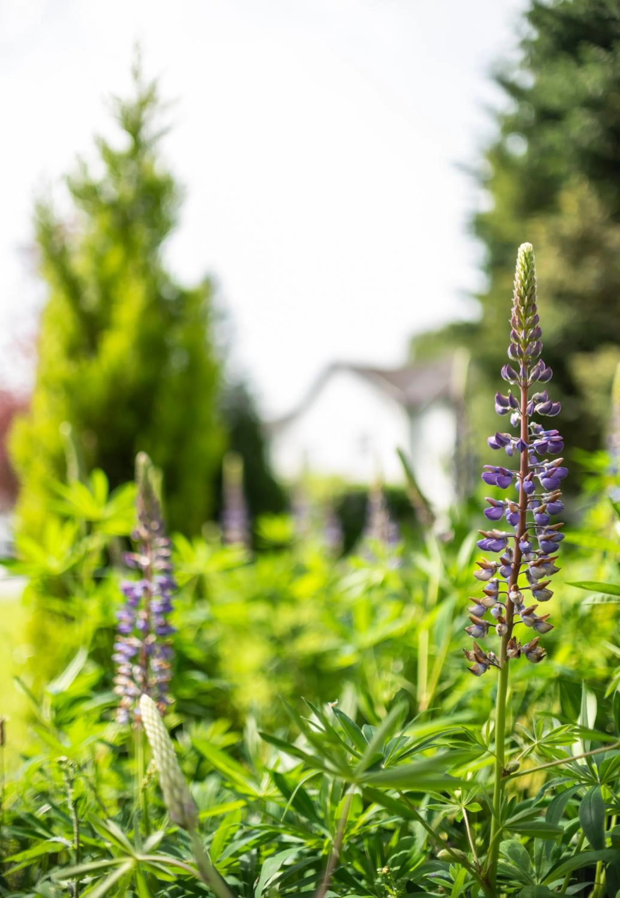 Natural landscape in Statham Lodge Hotel