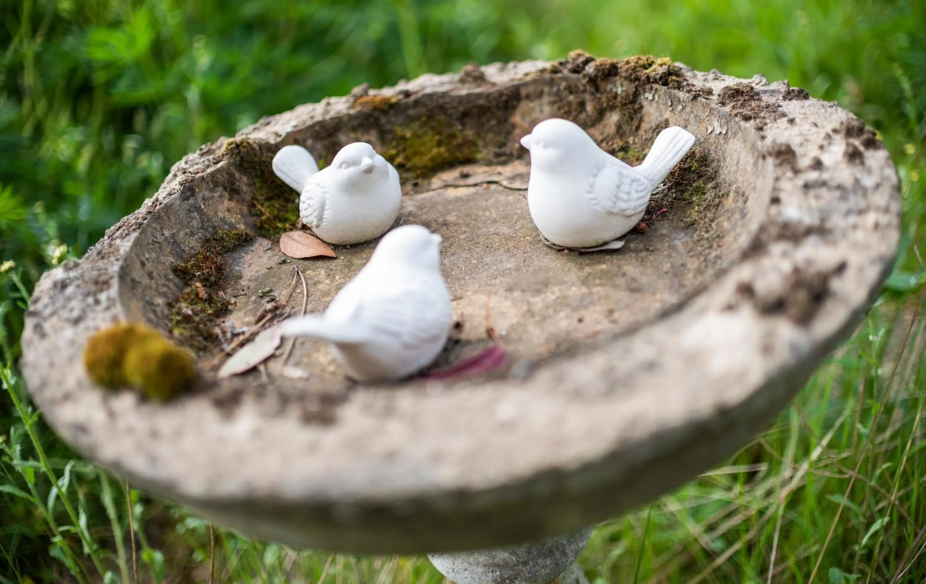 Garden in Statham Lodge Hotel