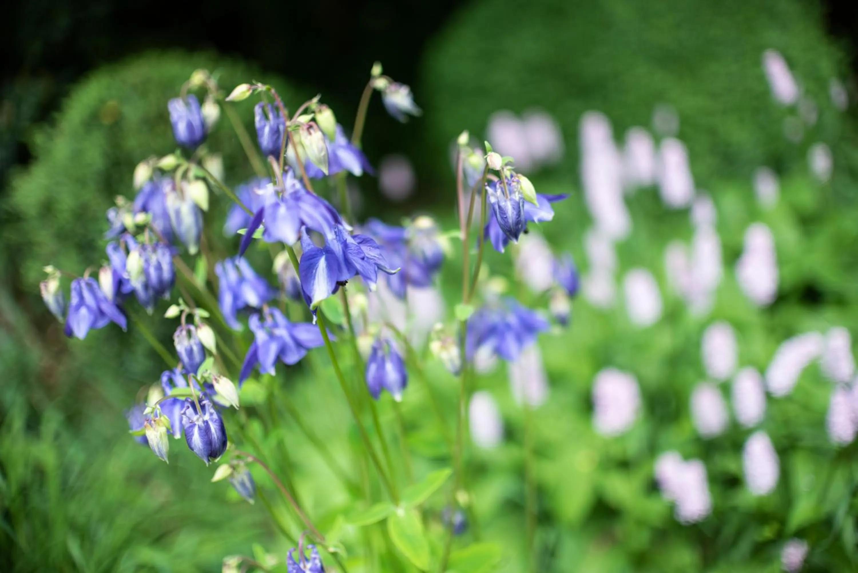 Garden in Statham Lodge Hotel