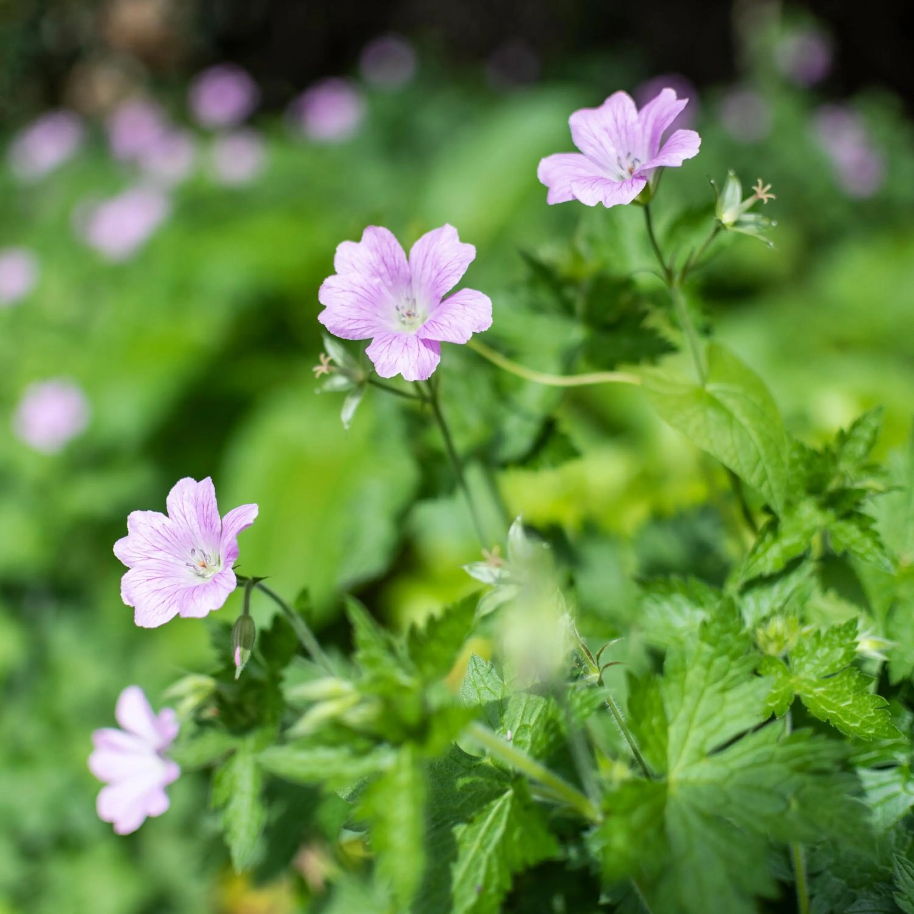 Natural landscape in Statham Lodge Hotel