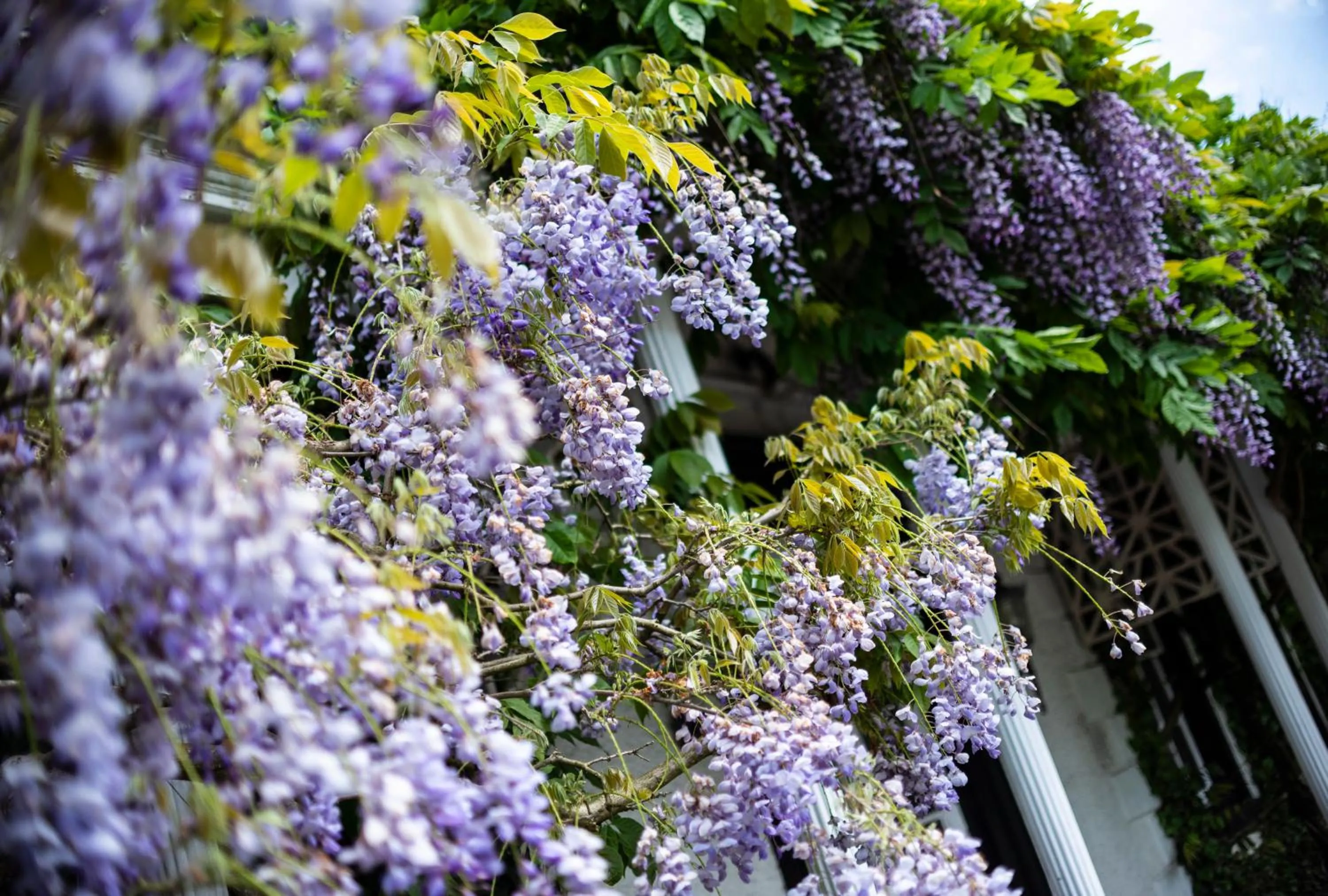 Garden in Statham Lodge Hotel
