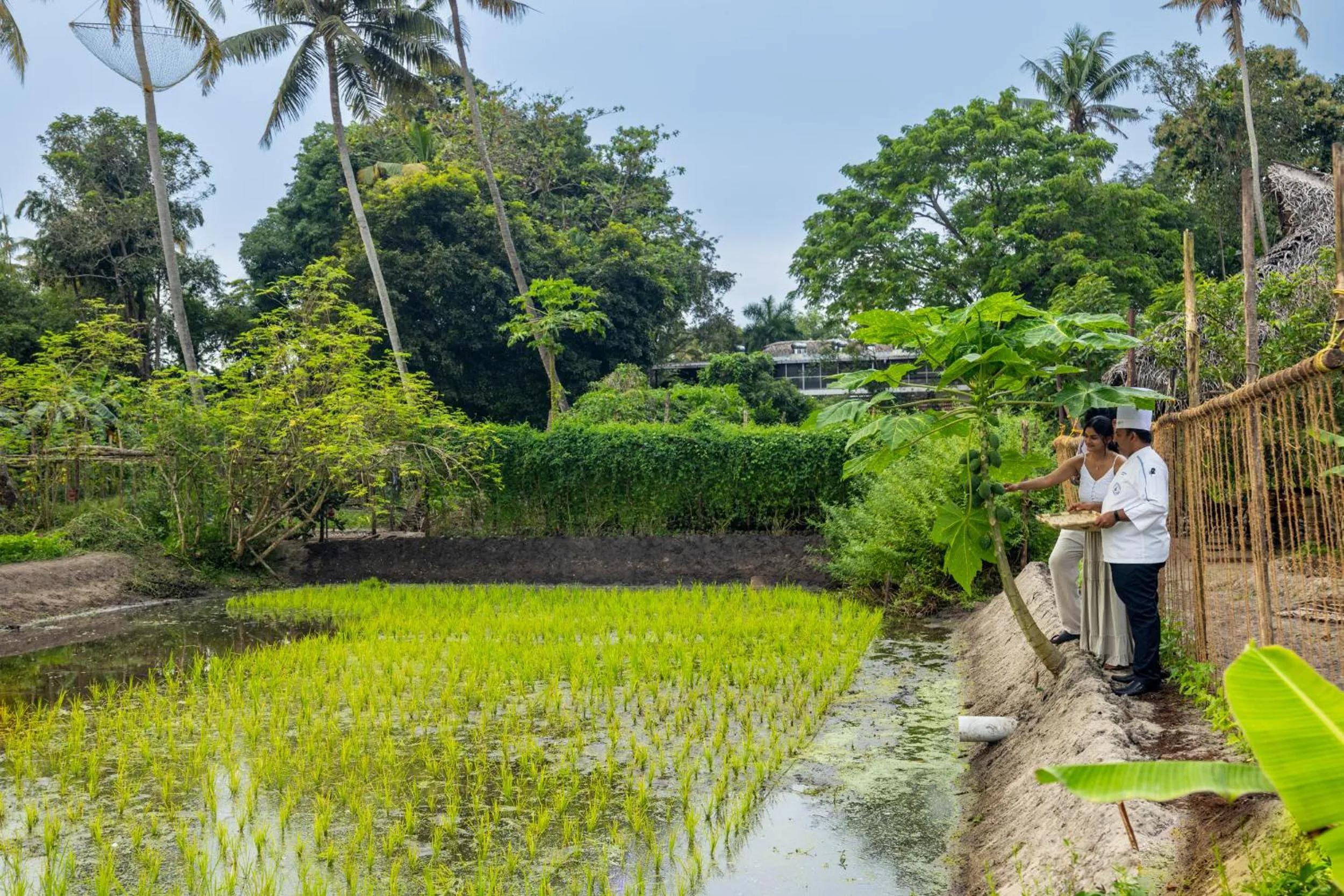 Spring in Marari Beach Resort Alleppey - A CGH Earth Experience