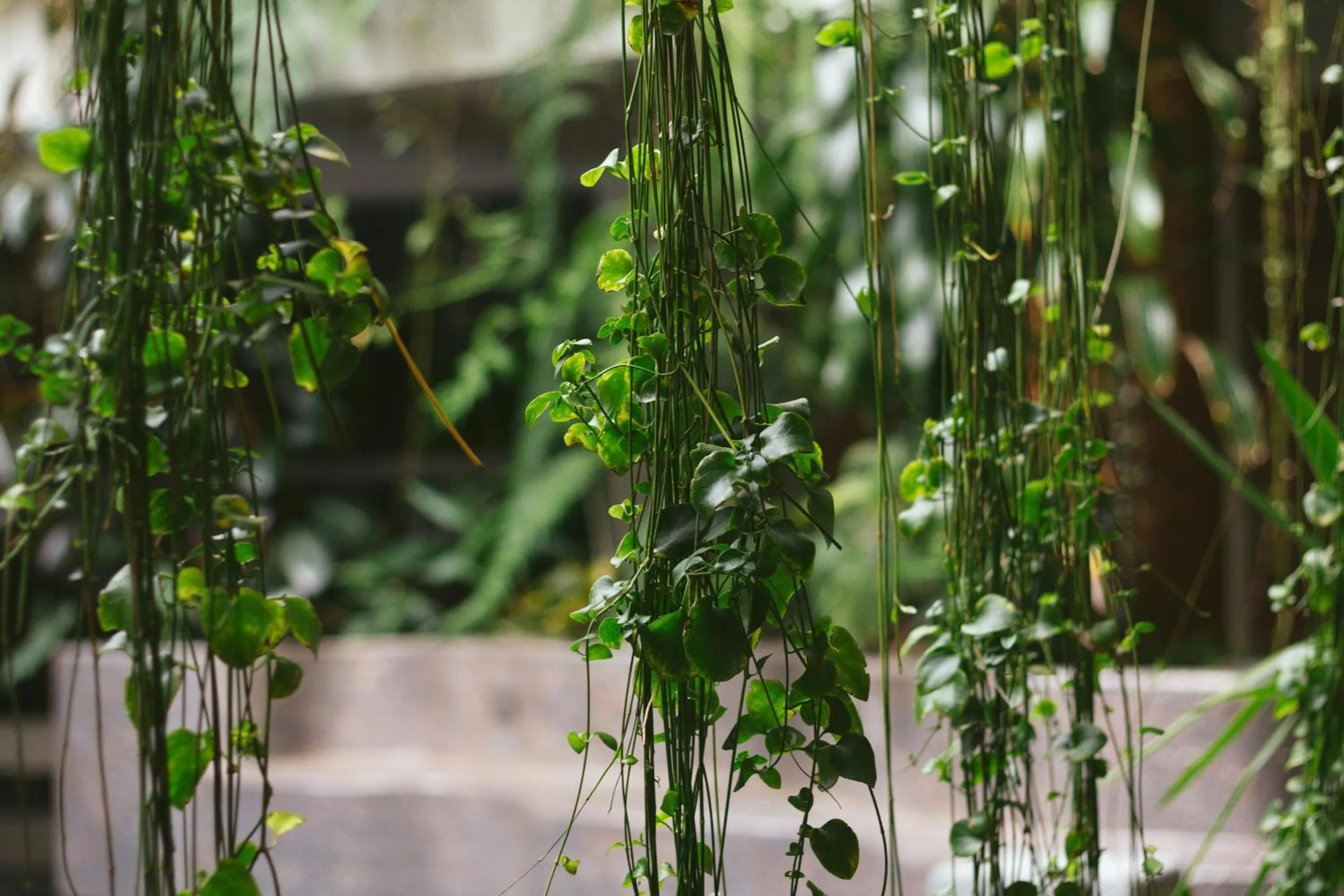 Hacienda del Valle Sagrado